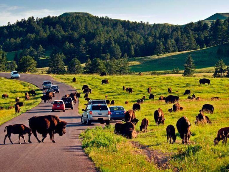 Cars pulled alongside a road to view a herd of buffalo in Custer SD