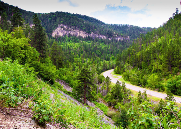 Scenic drive throughout the black hills with lush rolling hills and tall pine trees