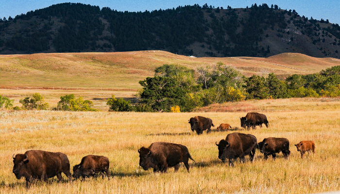Bison walking in a grassy field in Custer State Park