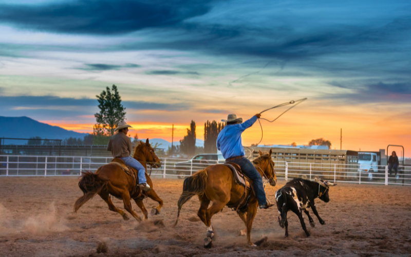 Cowboys in a rodeo wrangling a cow