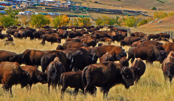 Large group of bison in tall, grassy field in South Dakota