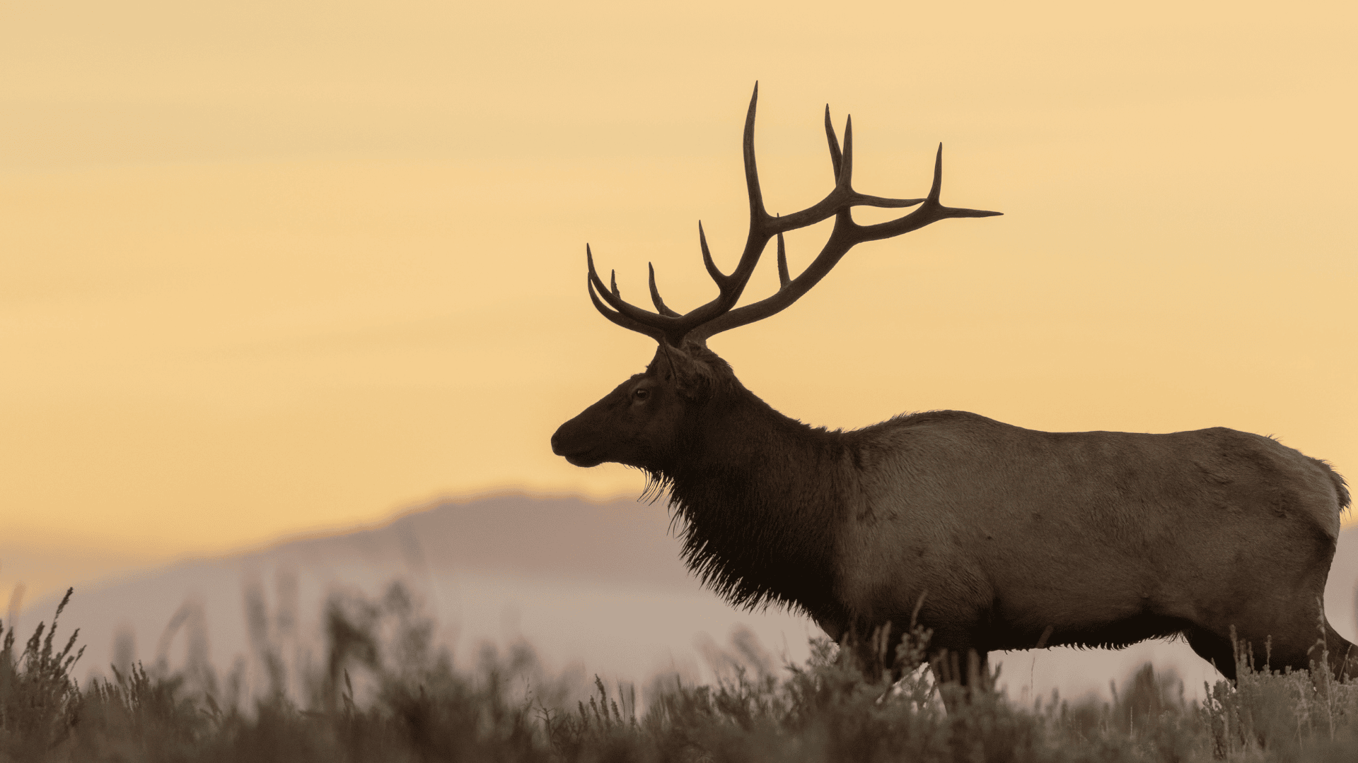 Elk wandering throughout the grassy fields during the sunset