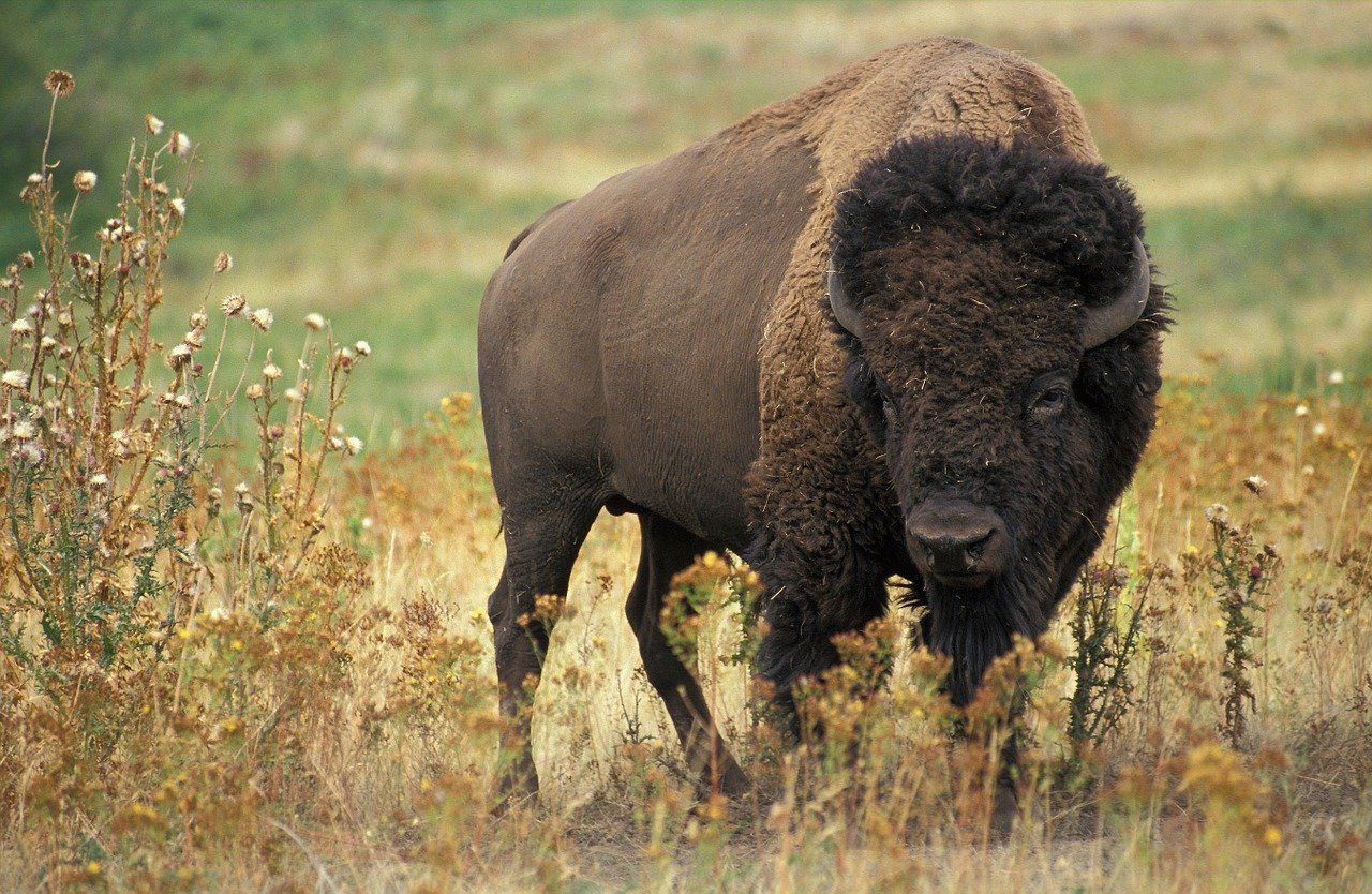 Bison standing in tall, dry grass with rolling hills behind 