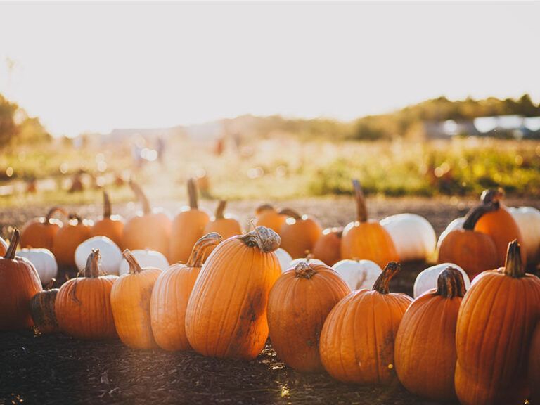 Group of different size and colored pumpkins sitting in field on a sunny day & hills in the background
