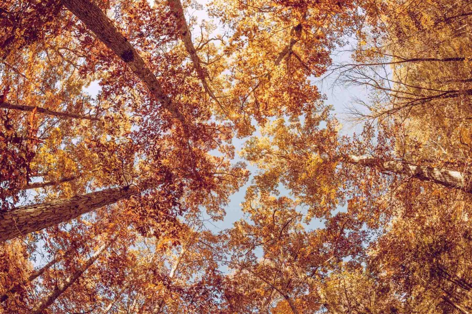 View looking up at tall, colorful changing trees closely grouped together