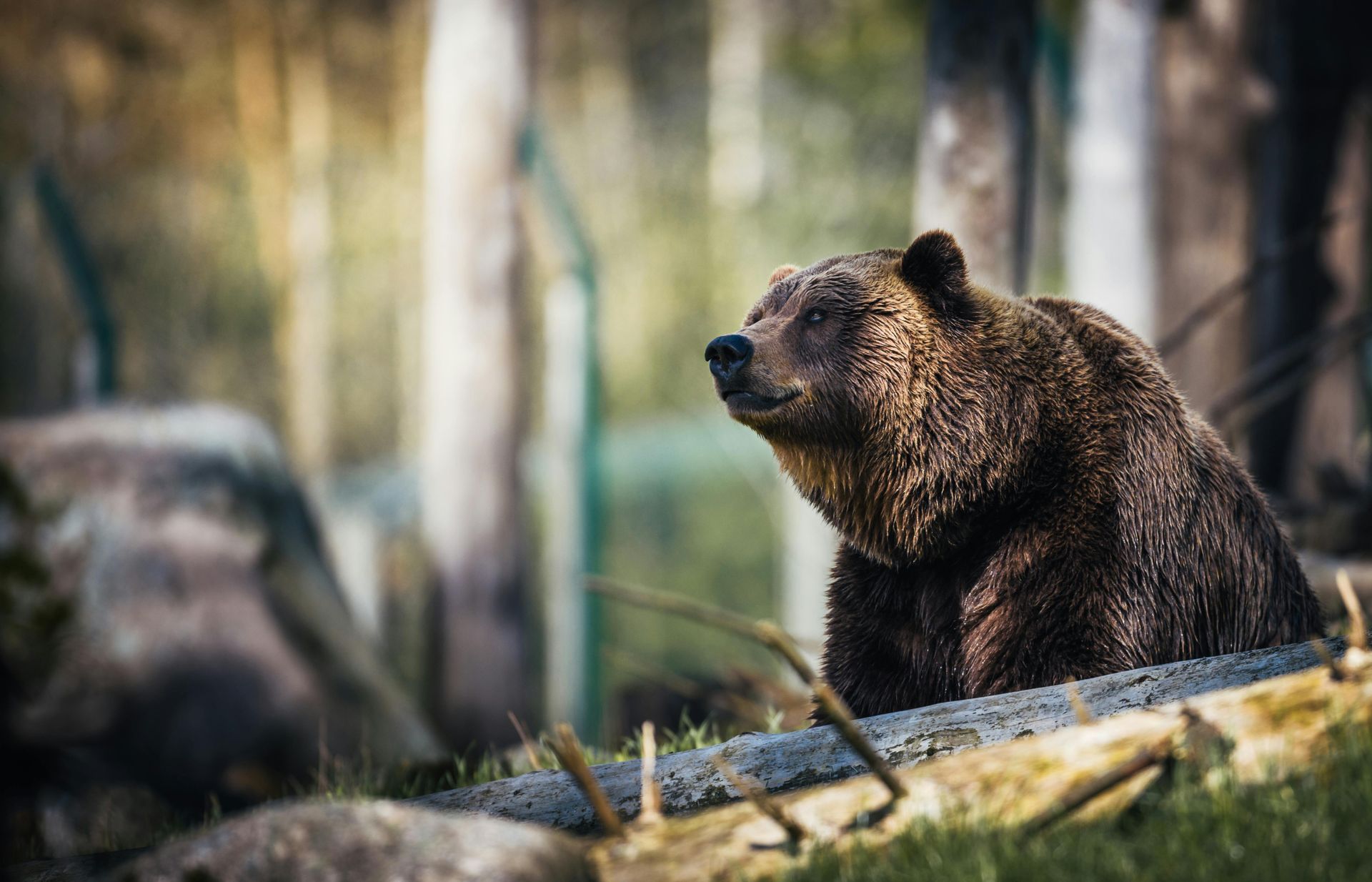 Grizzly bear in the wood, with trees and rock in the background
