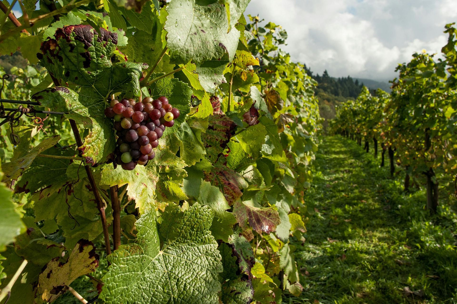 Grapes dangling from a grape vine in a vineyard