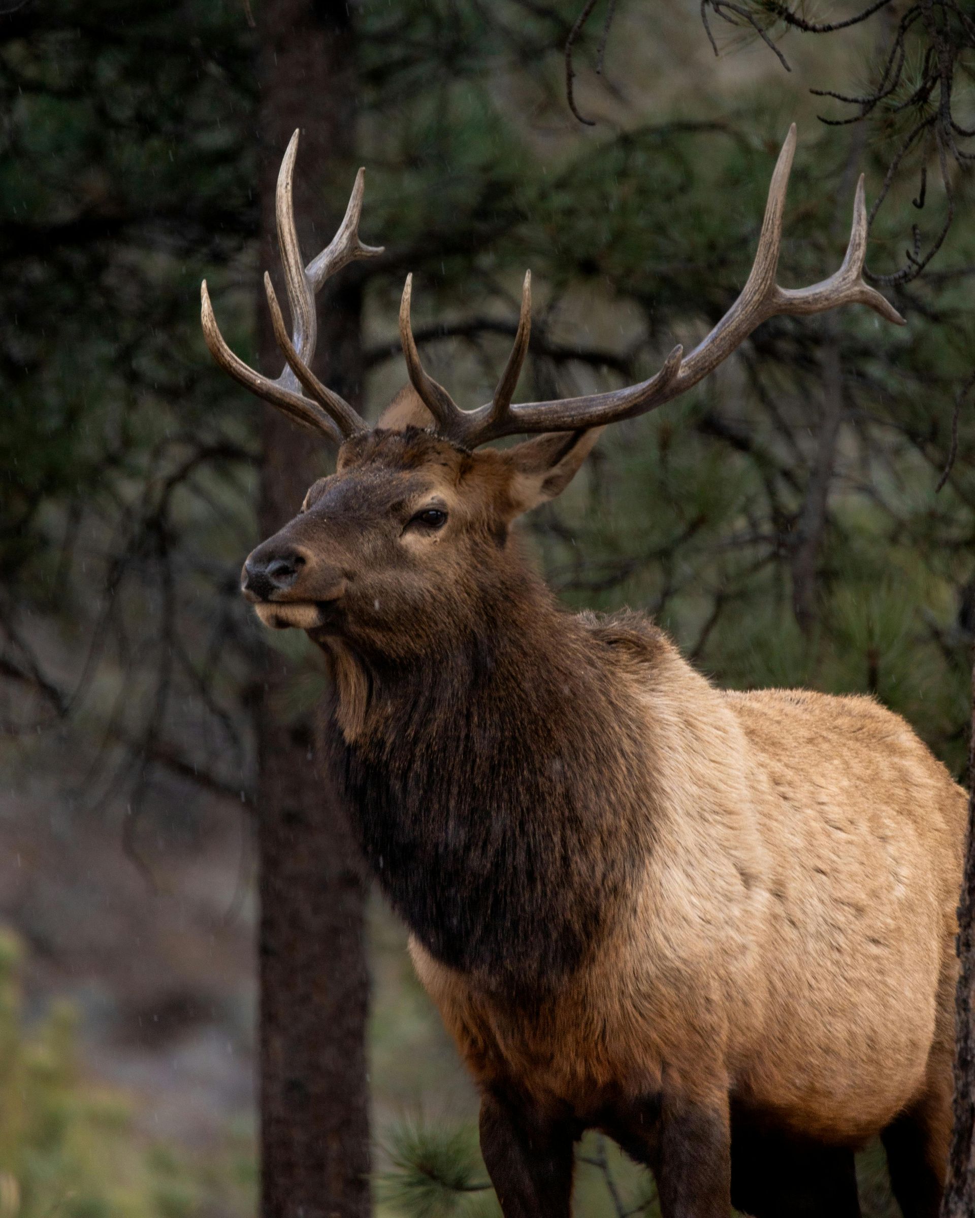 Elk that can be found in the Black Hills of South Dakota