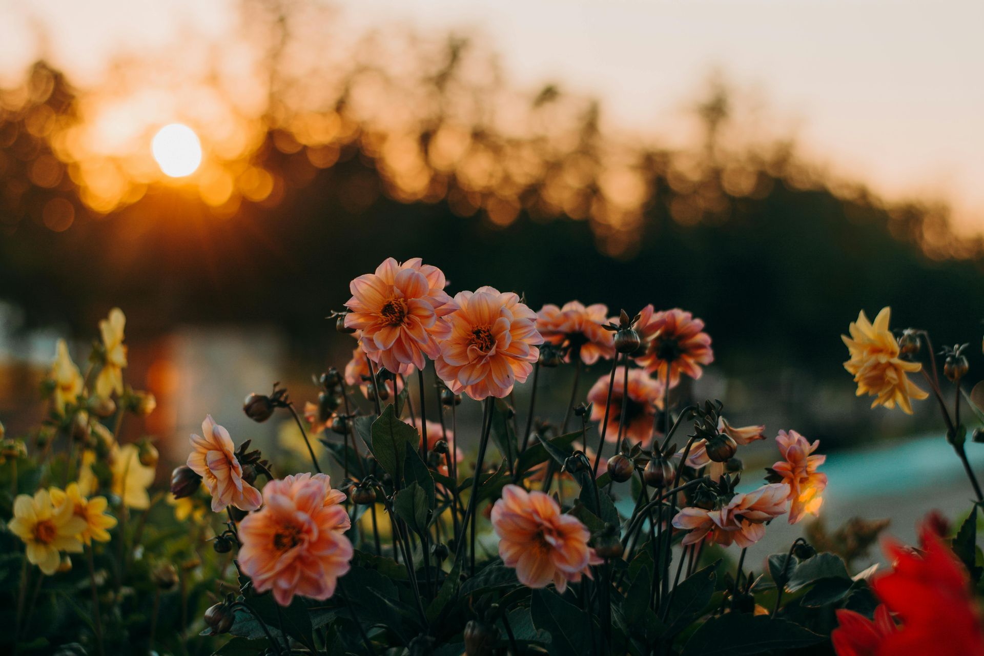 Orange and yellow wild flowers in bloom with the warm light of sunset in the background