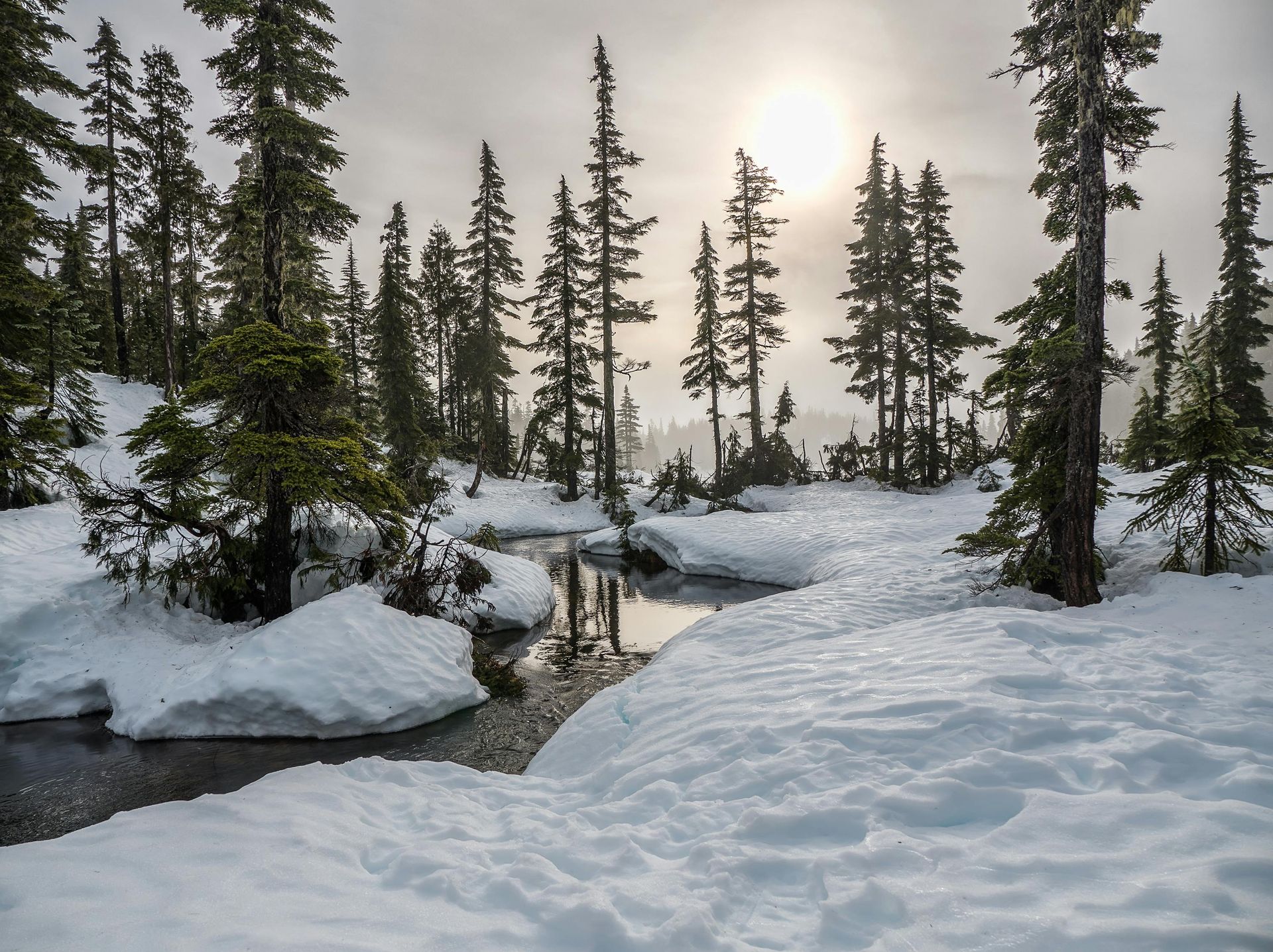 Snowy forest scene with a stream reflecting tall trees