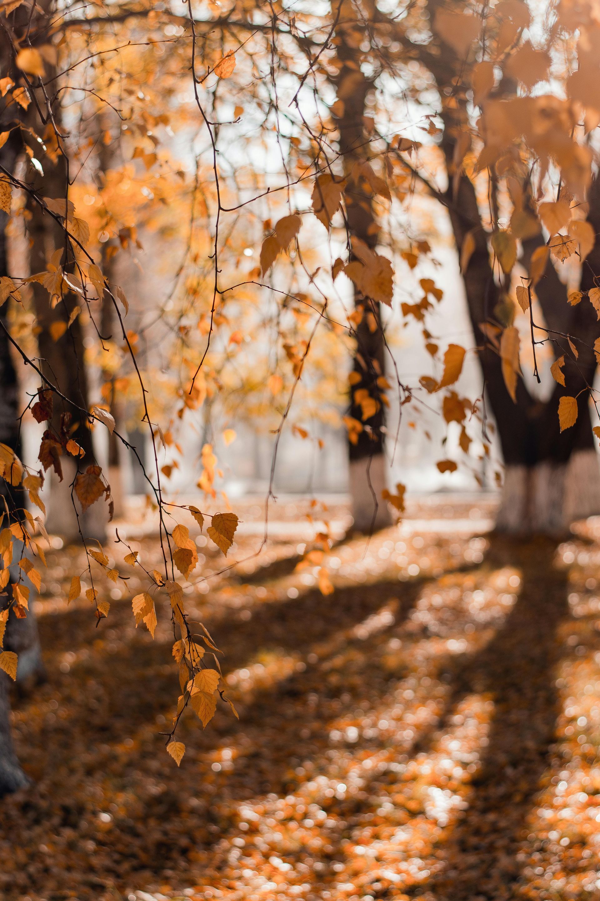 Autumn scene with golden leaves and shadows on the ground