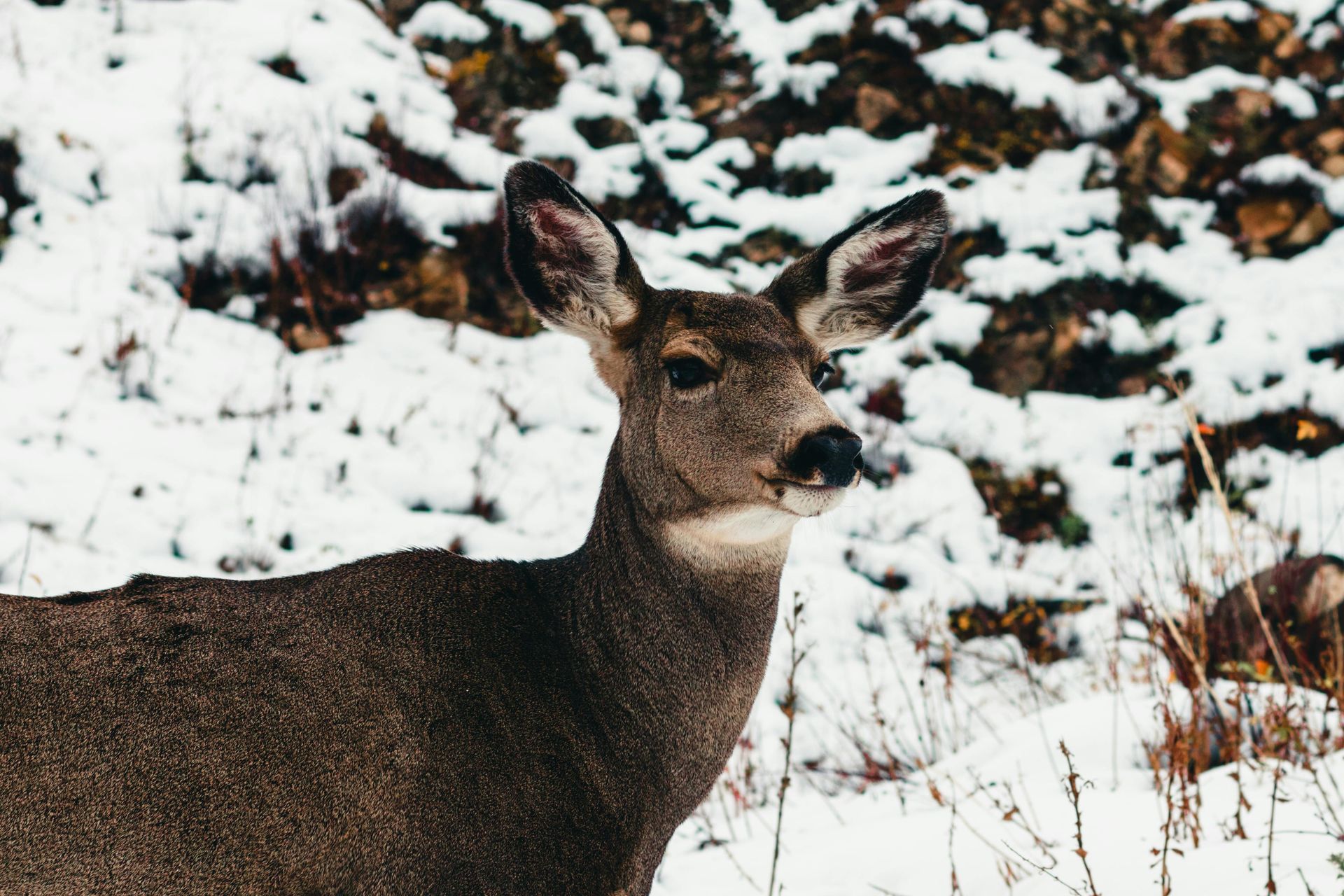 Deer exploring throughout the snowy Black Hills of SD