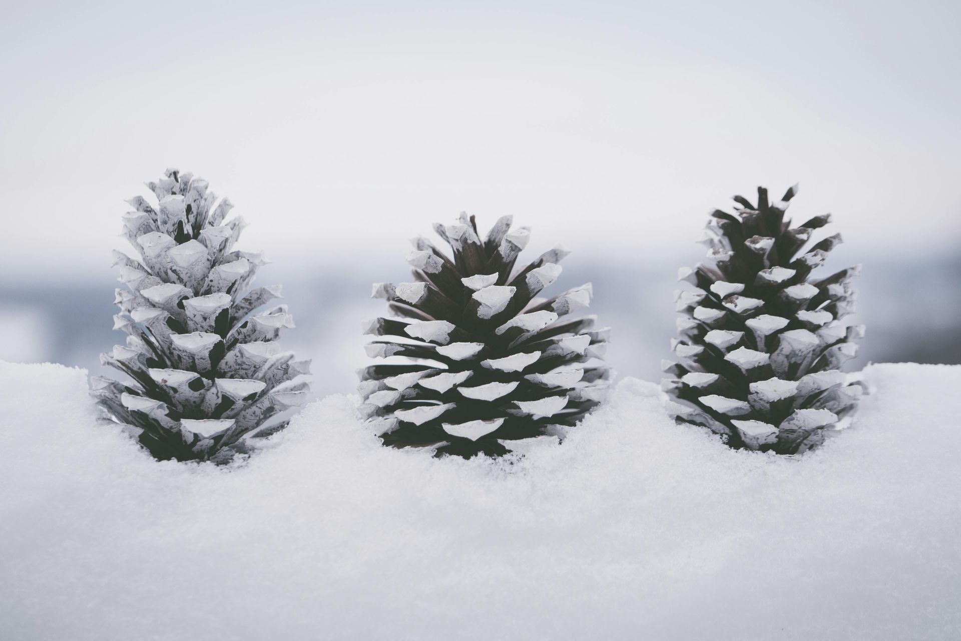 Snow covered pinecones sitting in deep snow with blurred snow background