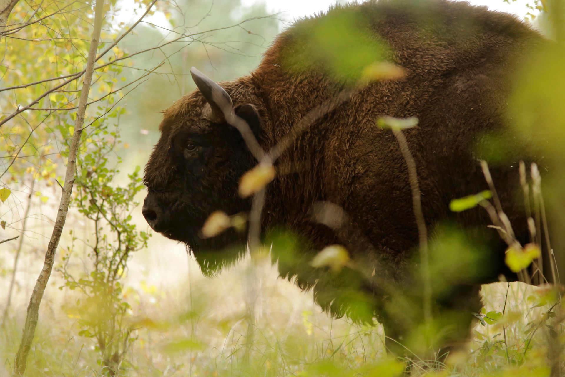 Bison hiding within the trees and tall grassy field 