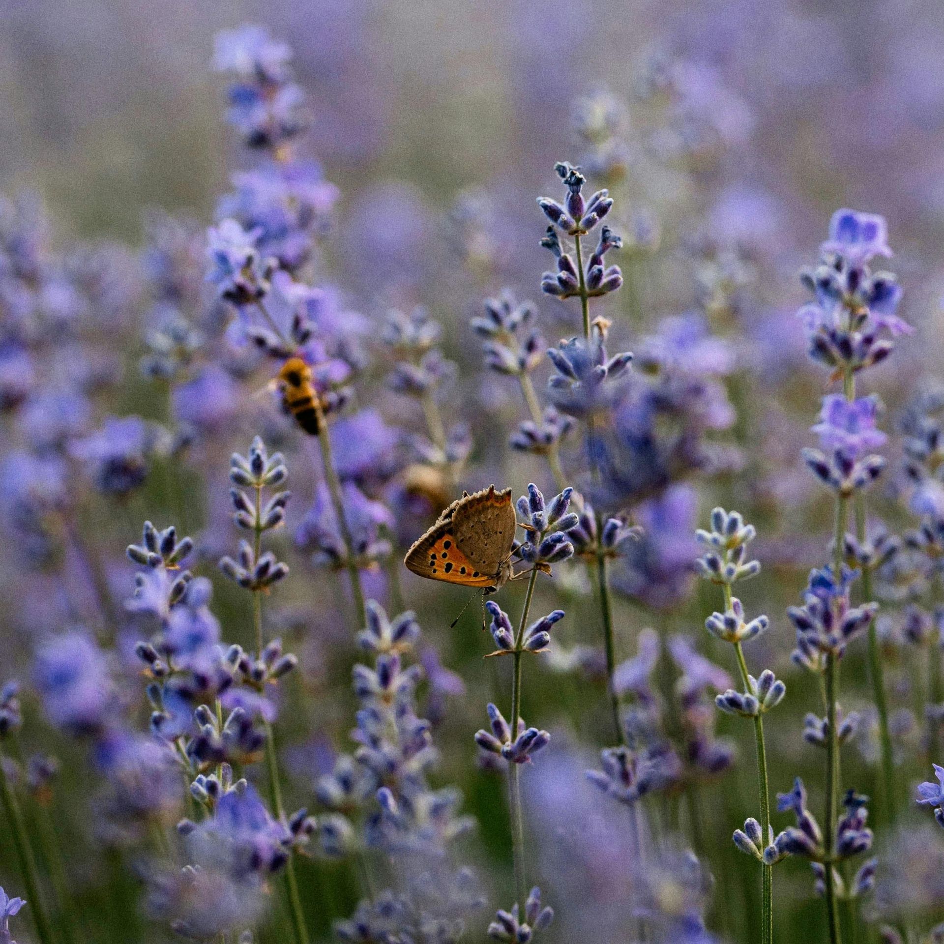 Field of lavender with butterfly sitting on lavender 