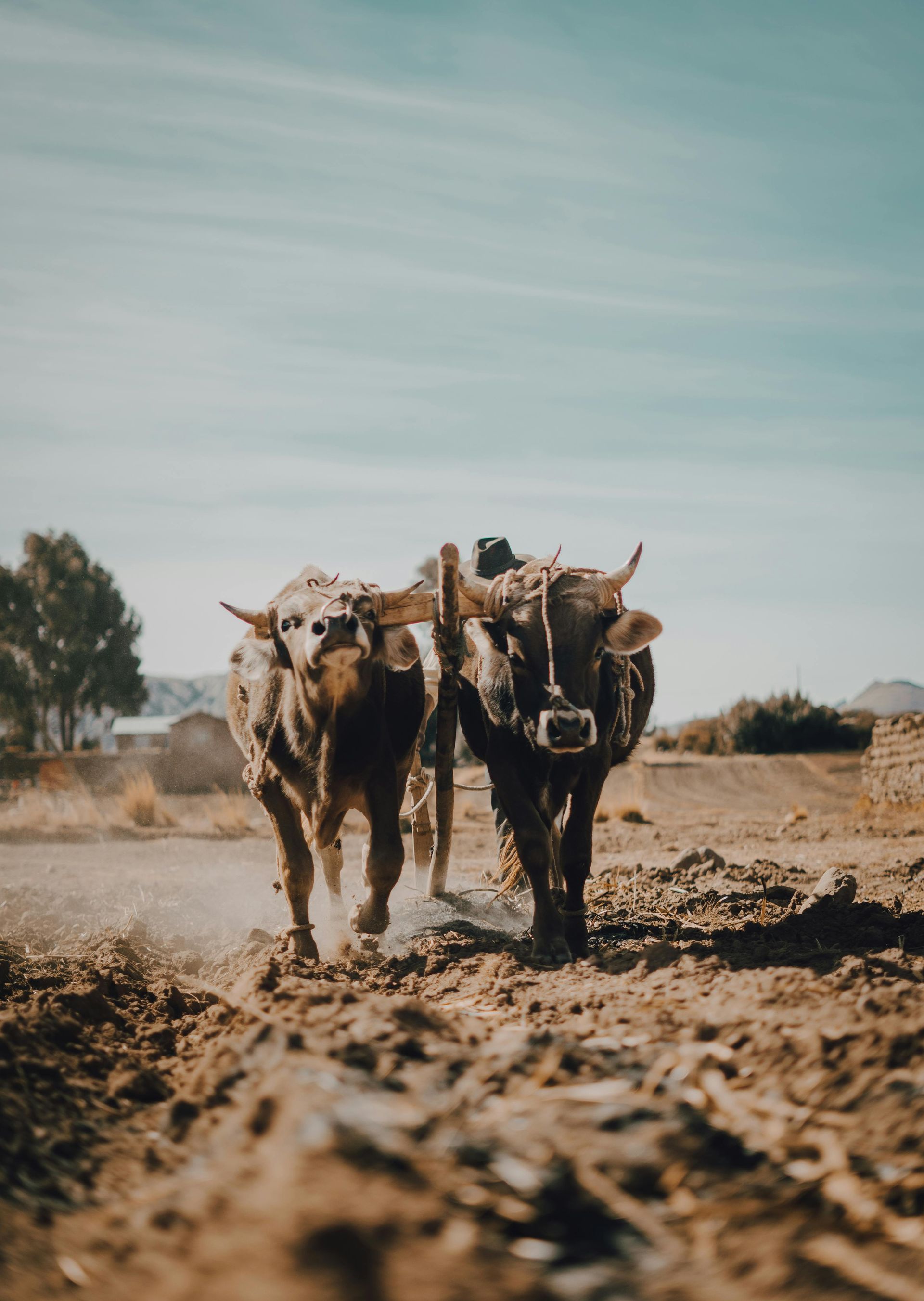 A pair of bulls walking together in an open western landscape