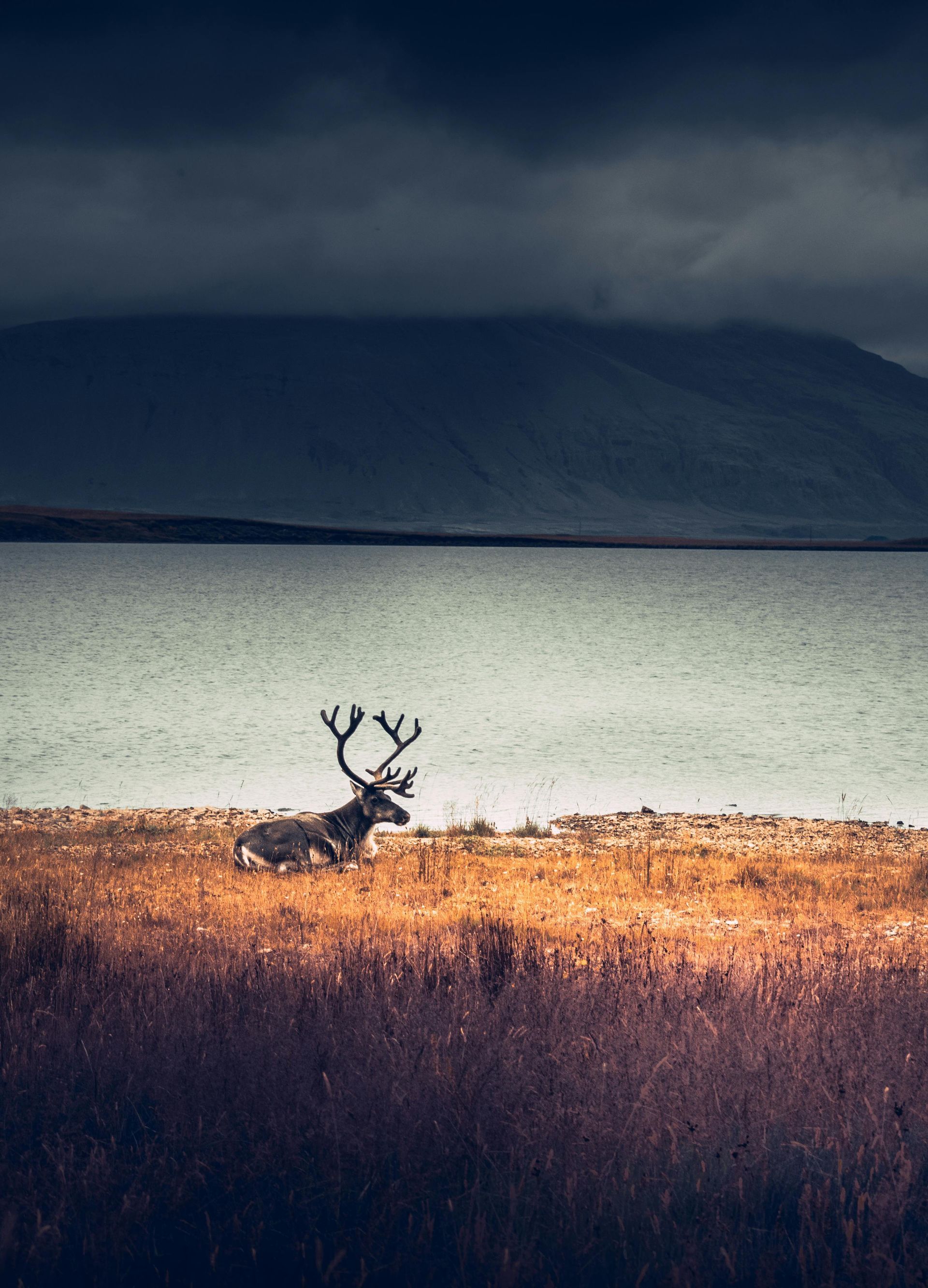 Elk laying river side along the rock bed near dark mountains