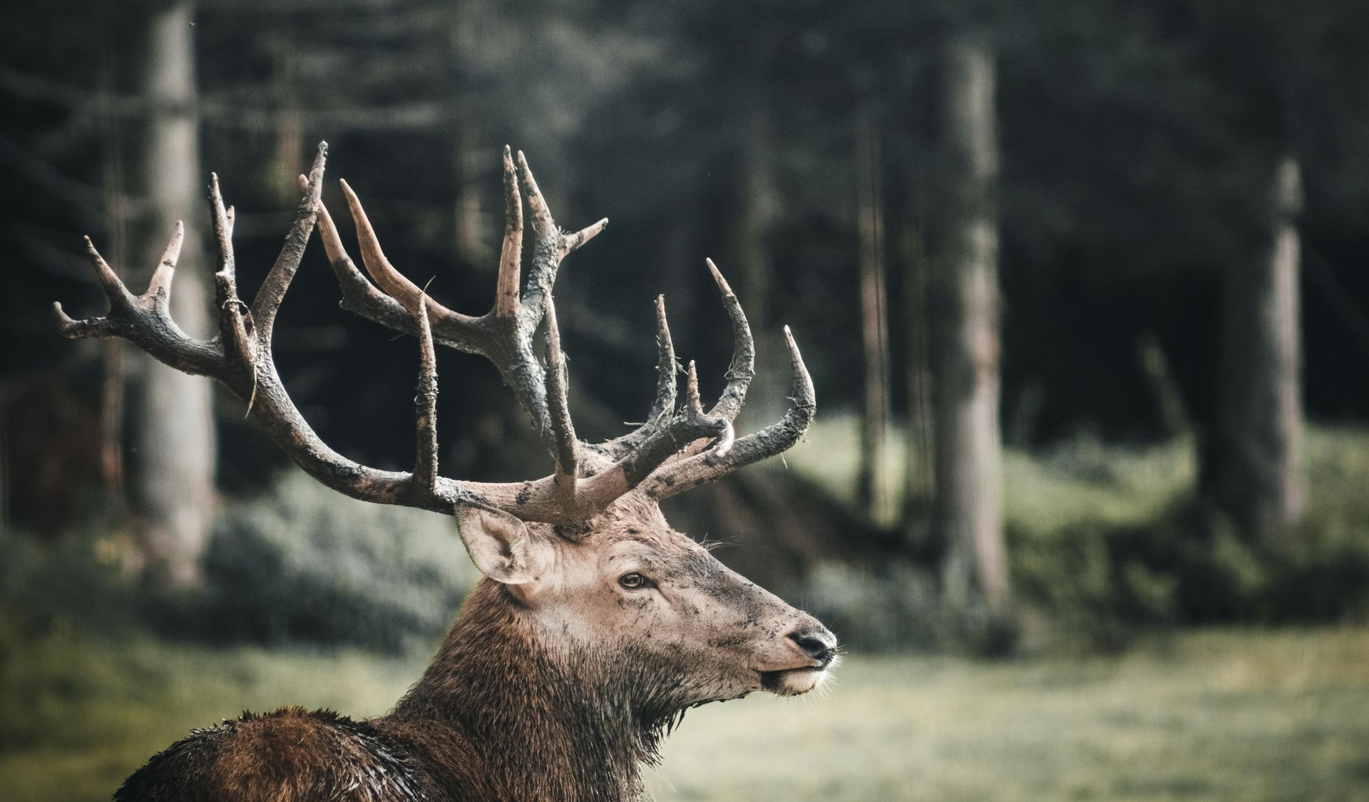 View of a solo elk in the woods
