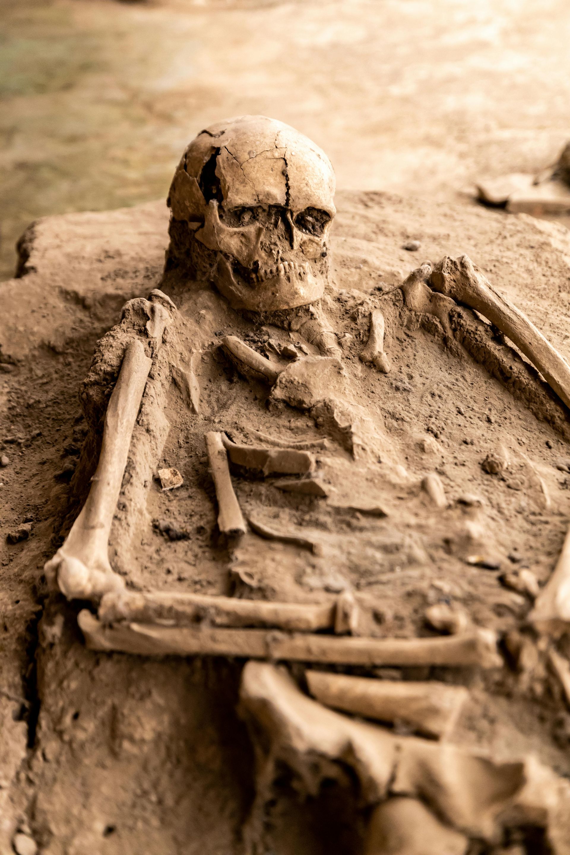 Bones displayed during excavation at a dig site in an open field