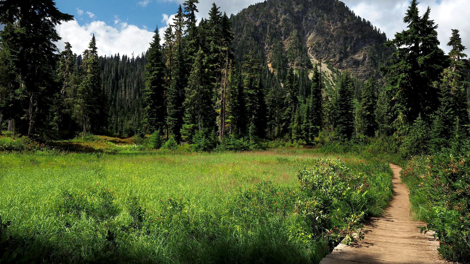 Single dirt trail in the Black Hills of South Dakota, surrounded by lush green grass and pine trees