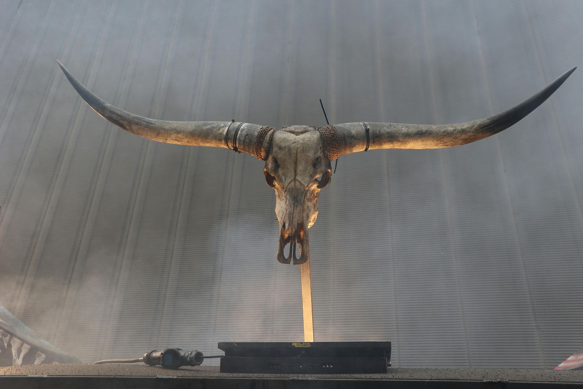 Longhorn skull displayed in an old museum 