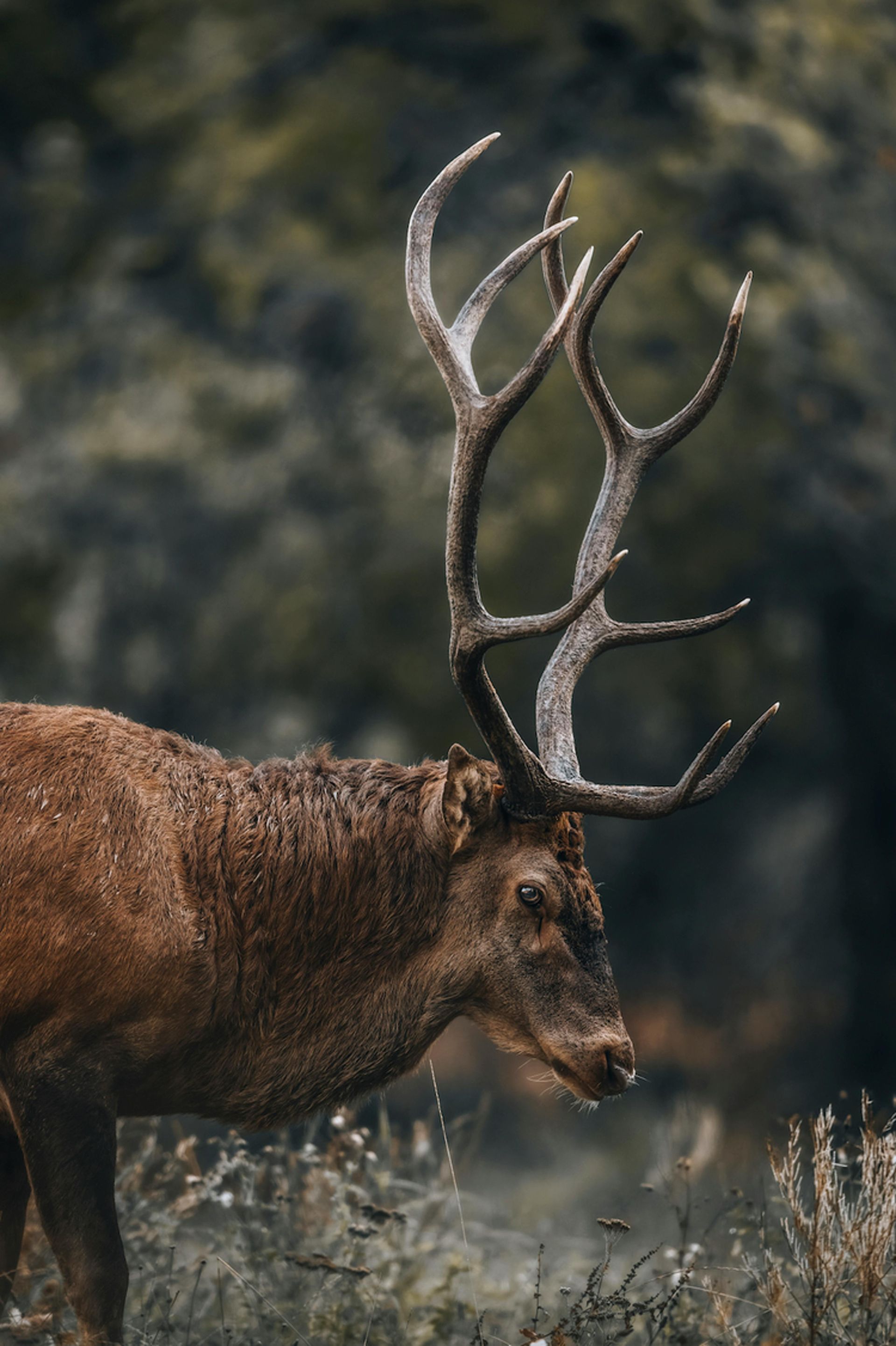 Close up view of an elk grazing through the field in South Dakota 
