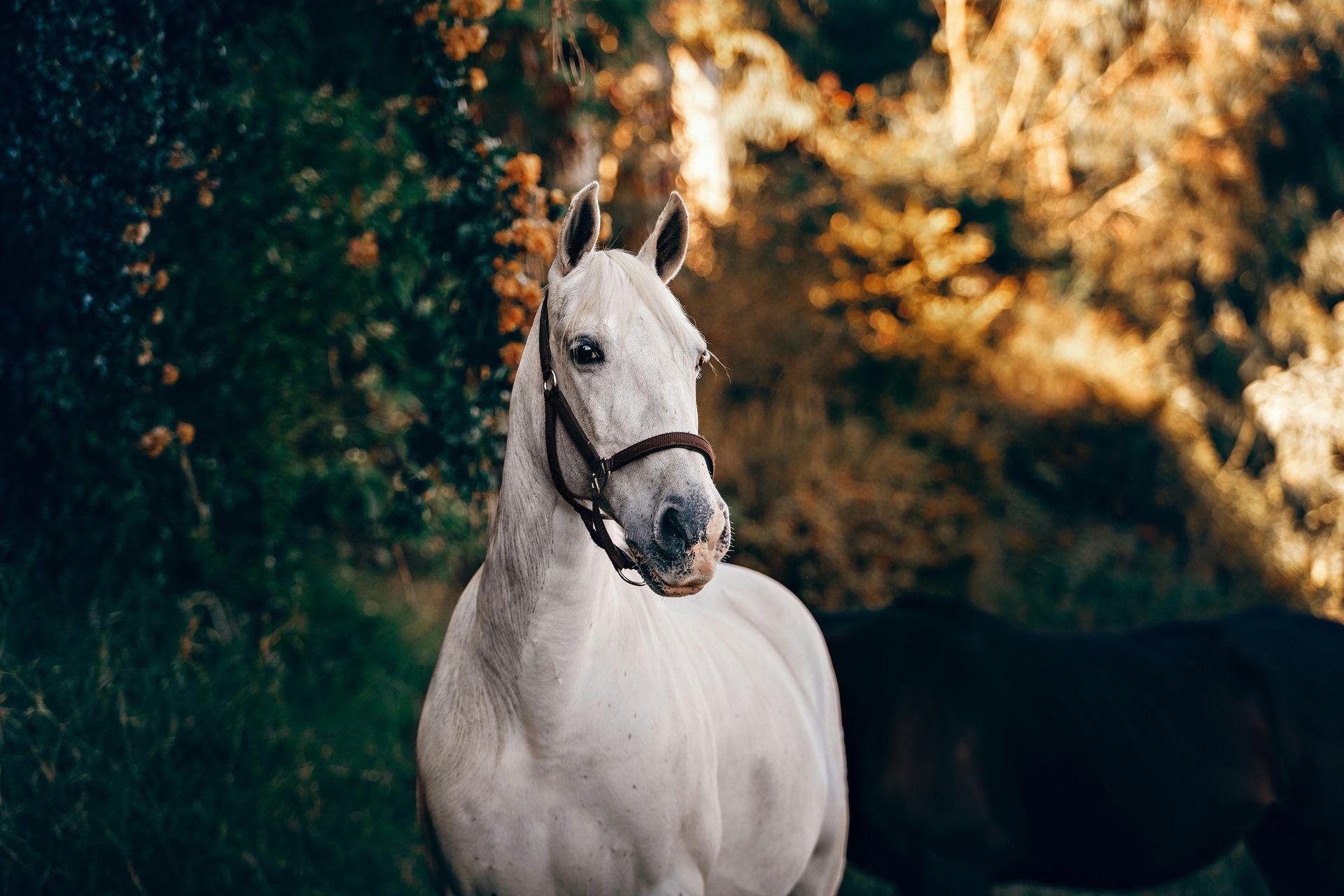 Beautiful white horse exploring the outdoors of a horse sanctuary