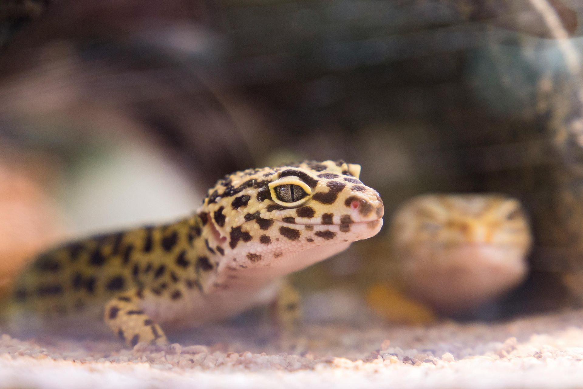 Reptile hiding in a reptile enclosure at a local zoo