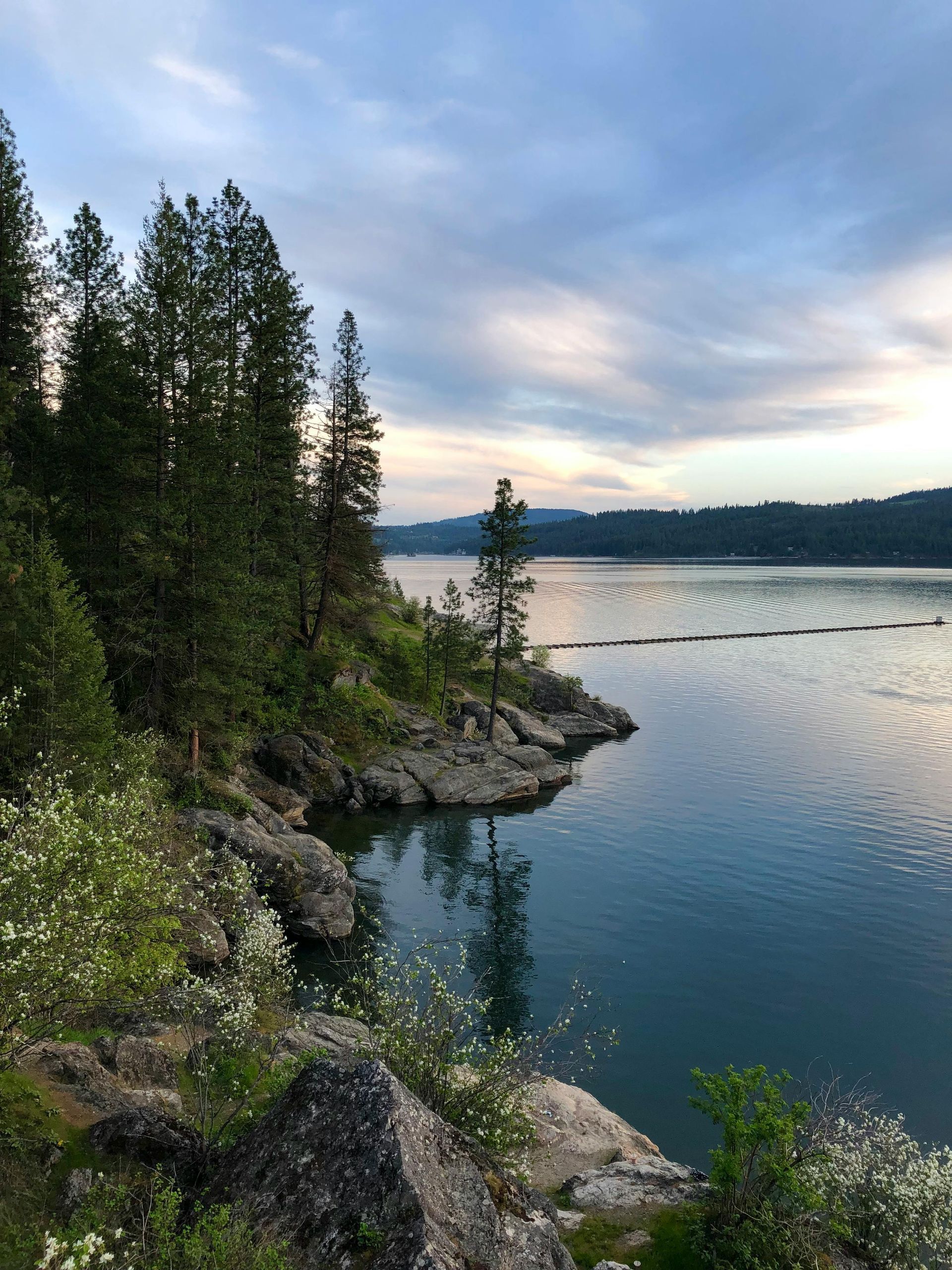 Shoreline view with large pine trees on the water with hills in the distance