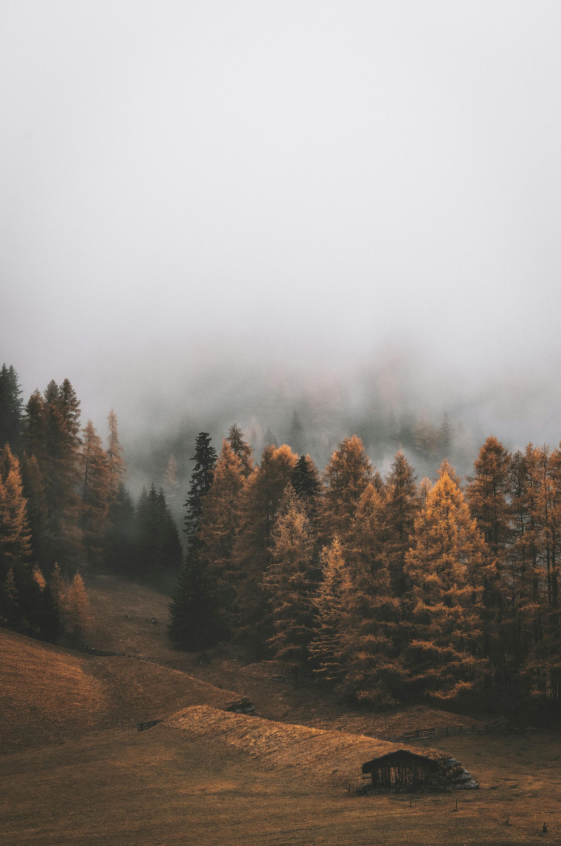 Mountain wilderness with fall leaves on a misty day