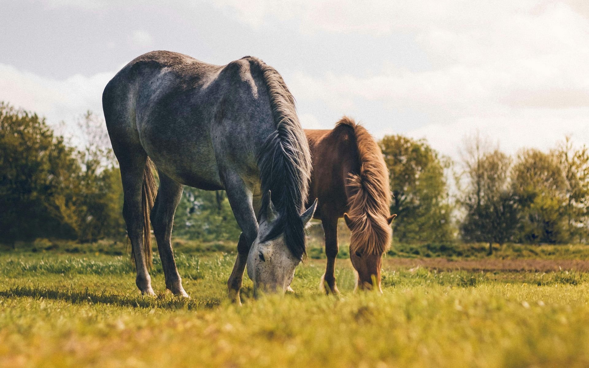Horses grazing in the green grass fields with cloudy, sunny background