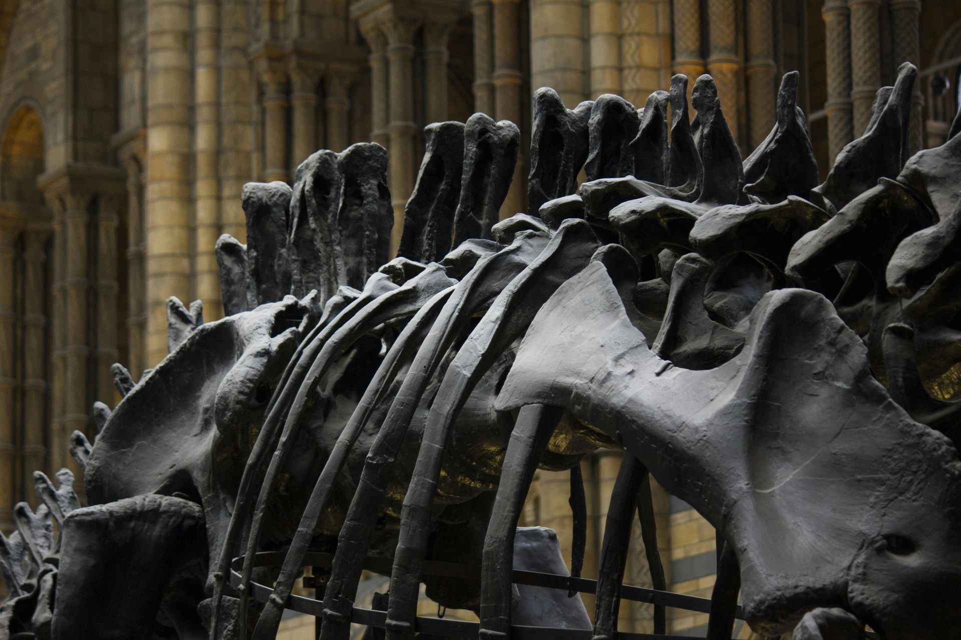 Displayed animal bones that can be viewed at museum 