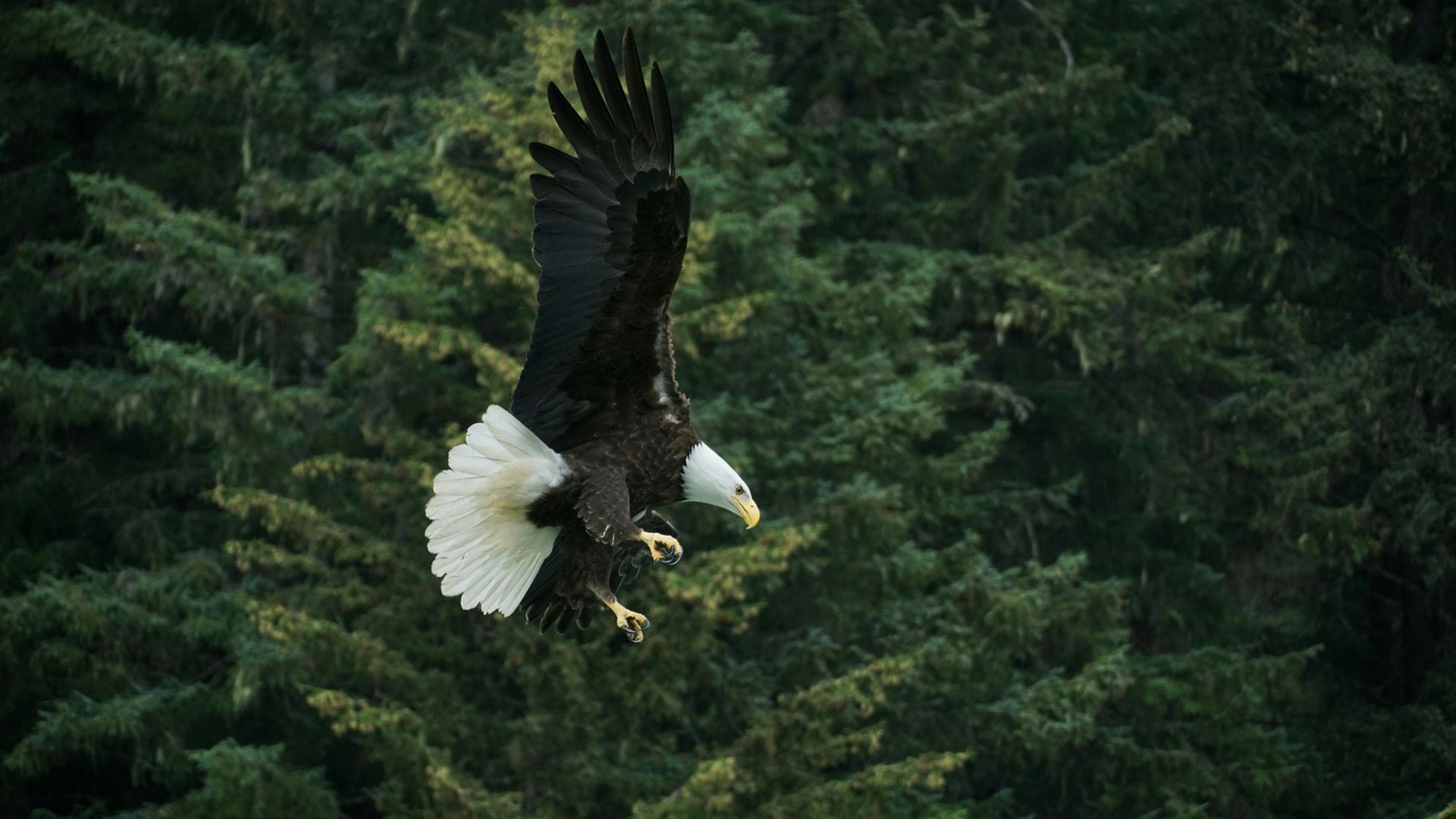 Bald Eagles that can be found in the Black Hills of South Dakota