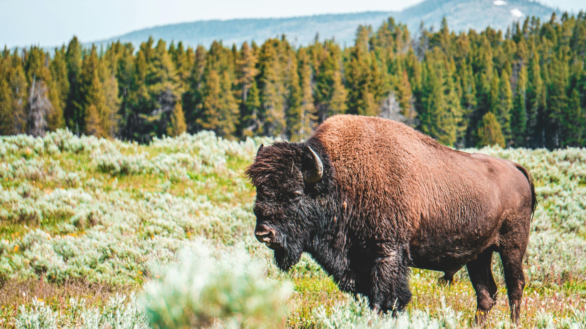 Bison roaming throughout the fields of Custer State Park in SD