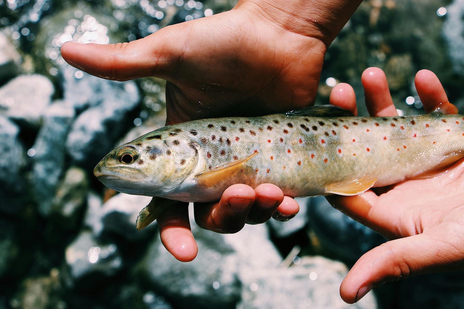 Person holding small trout fish over water and rocks in the background