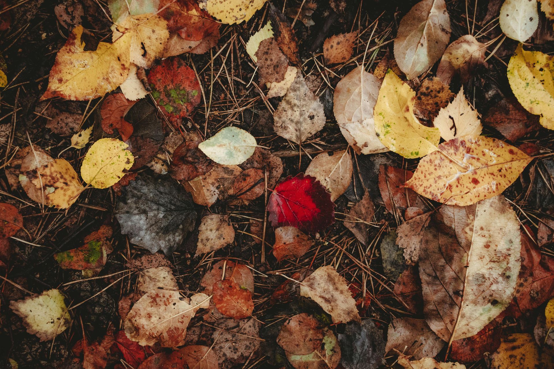 View of the ground with various colors of leaves, rocks, twigs and grass