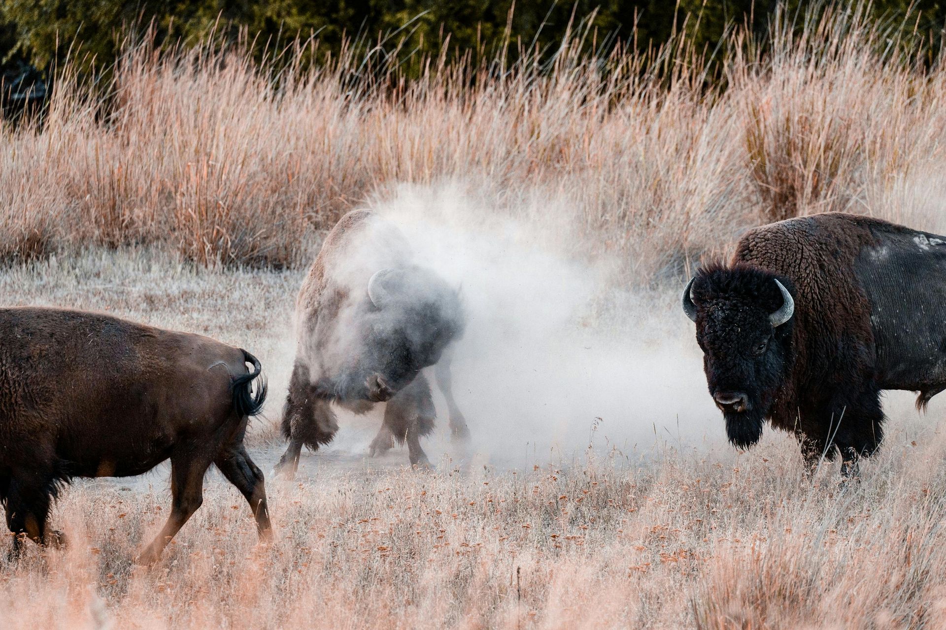 Bison playing together and kicking up dirt in tall, dry grass