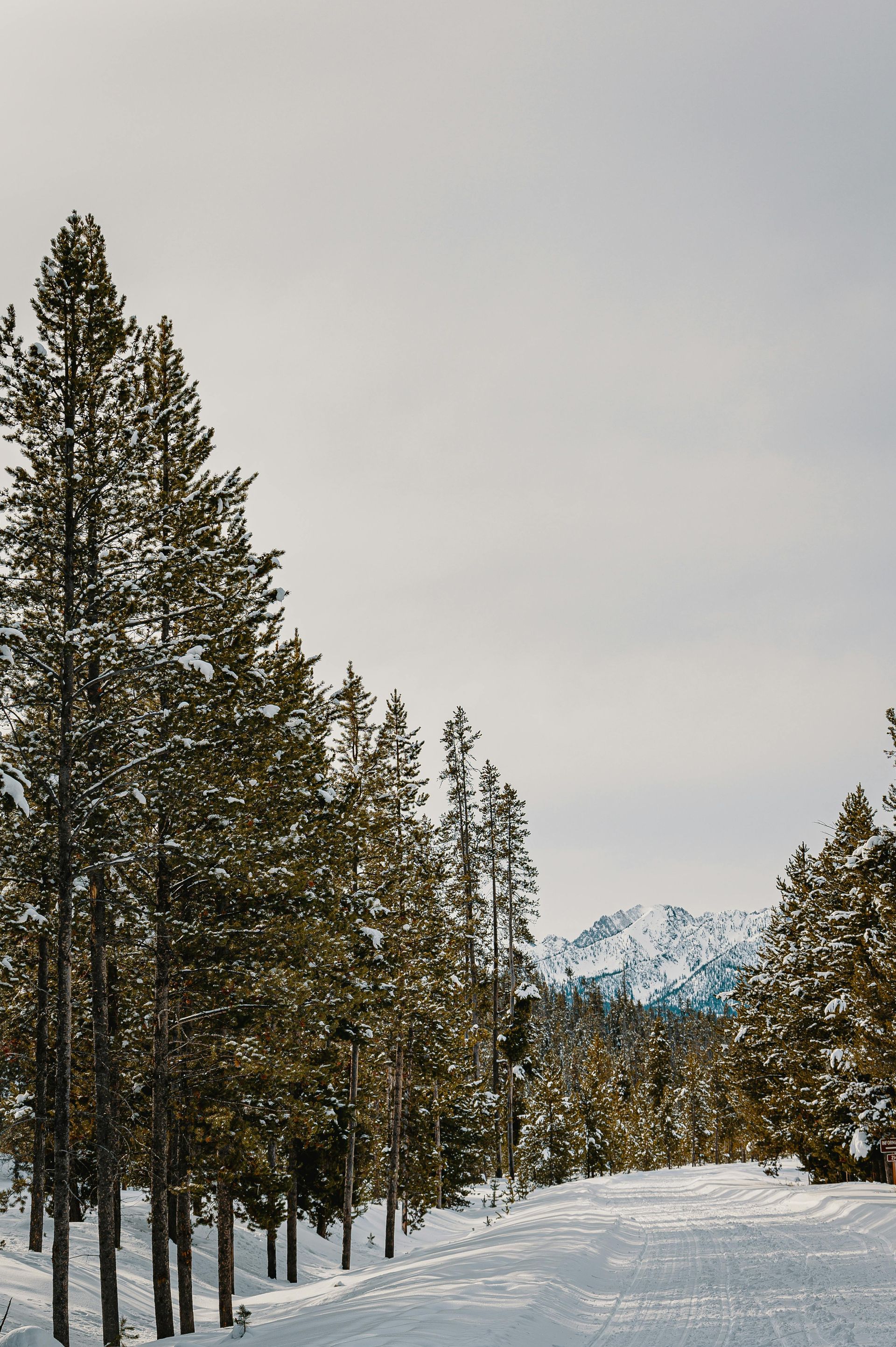 Snow covered hiking trails with pine trees with clouds in the background