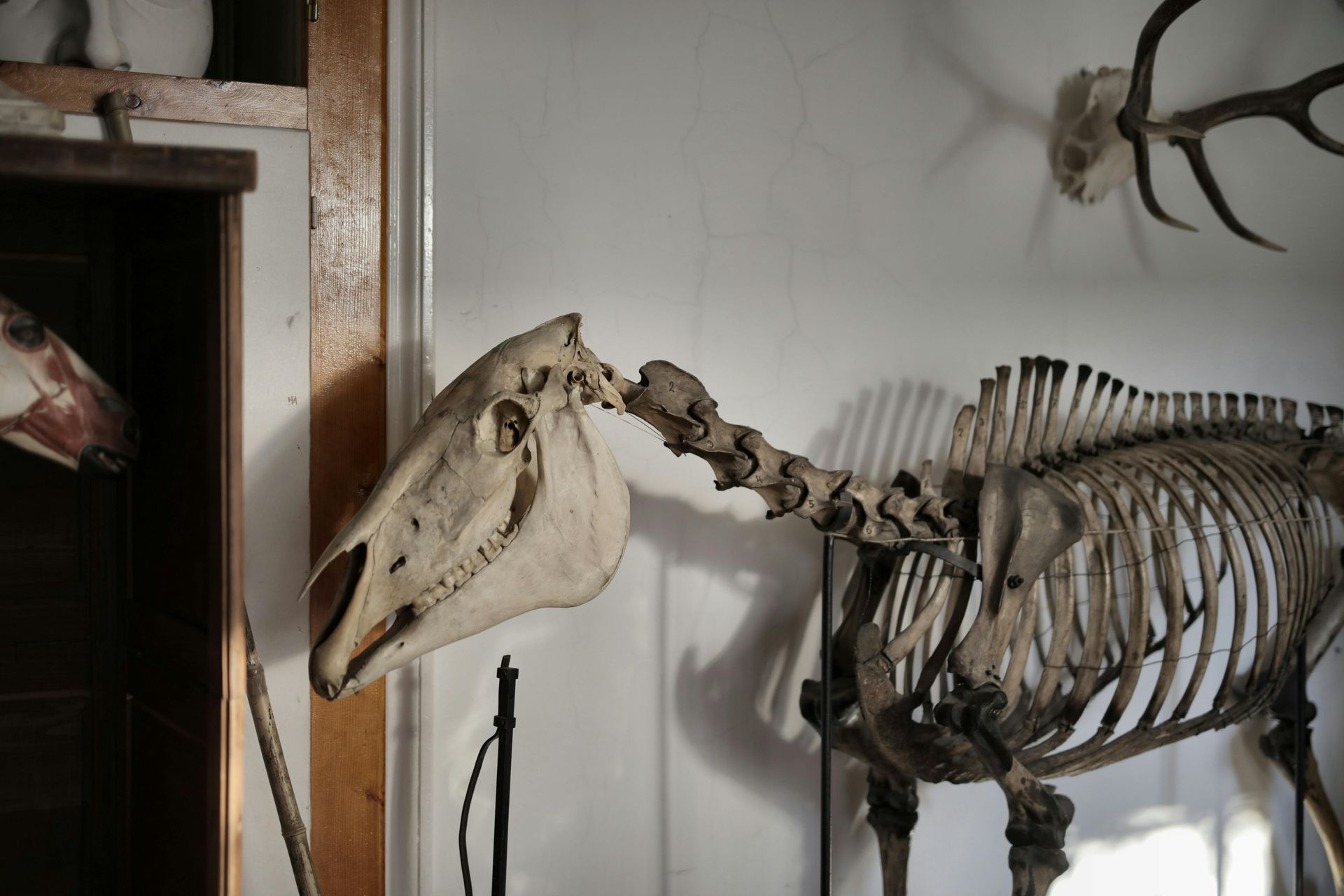 Skeleton animal bones on display in museum 