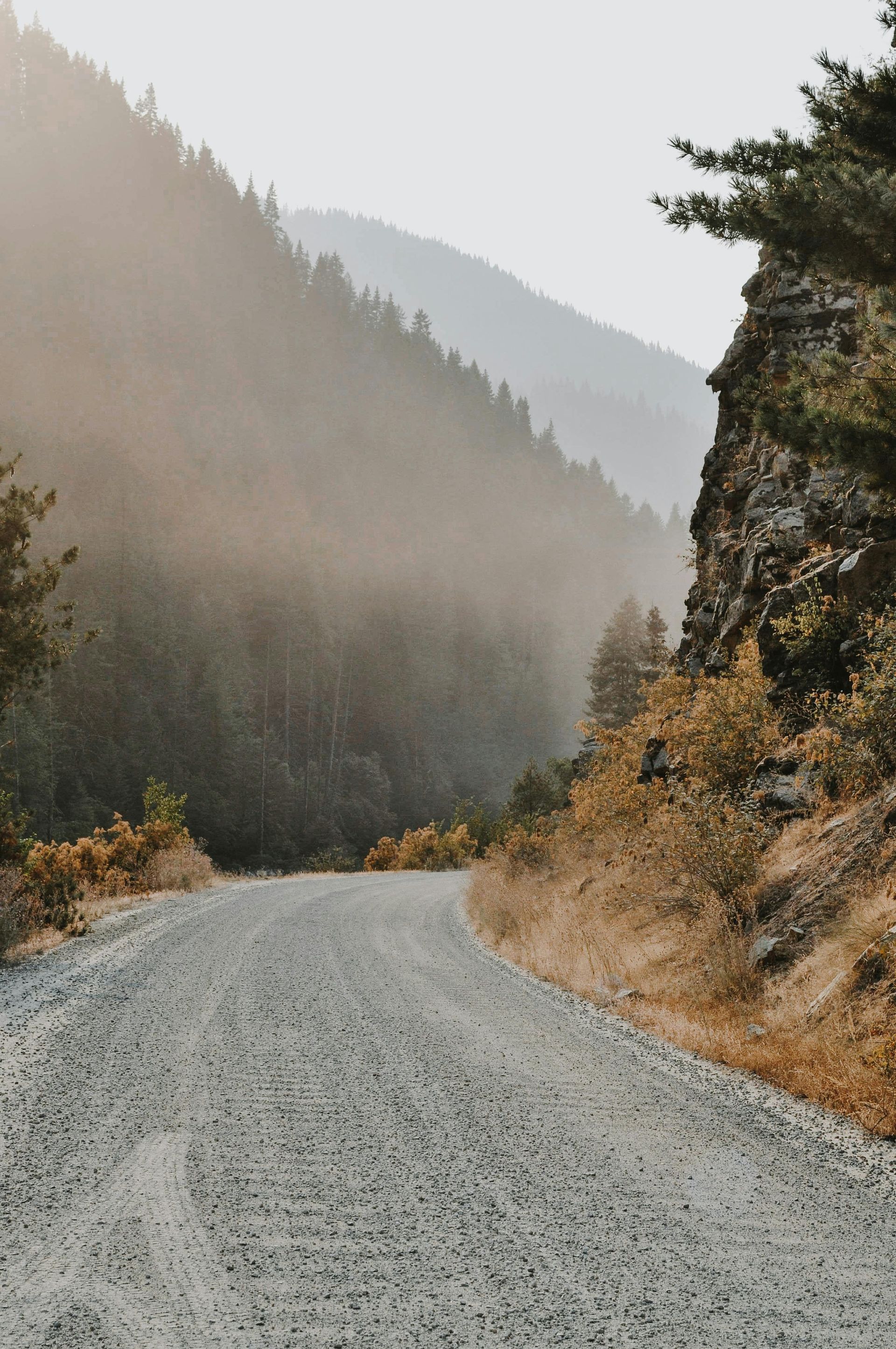 View of a road going through the Black Hills covered in tall pine trees