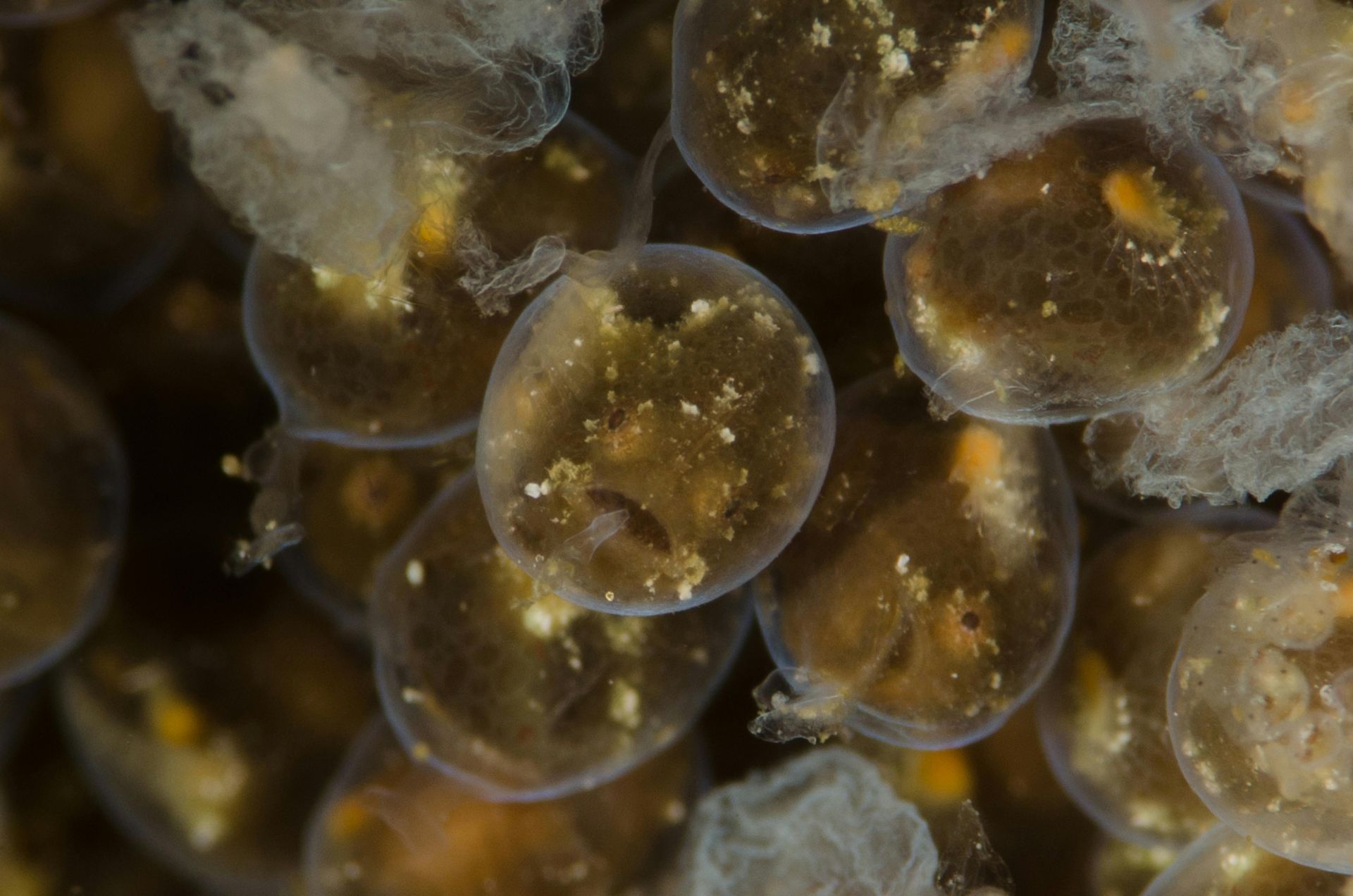 Bundle of fish eggs waiting to hatch at a hatchery