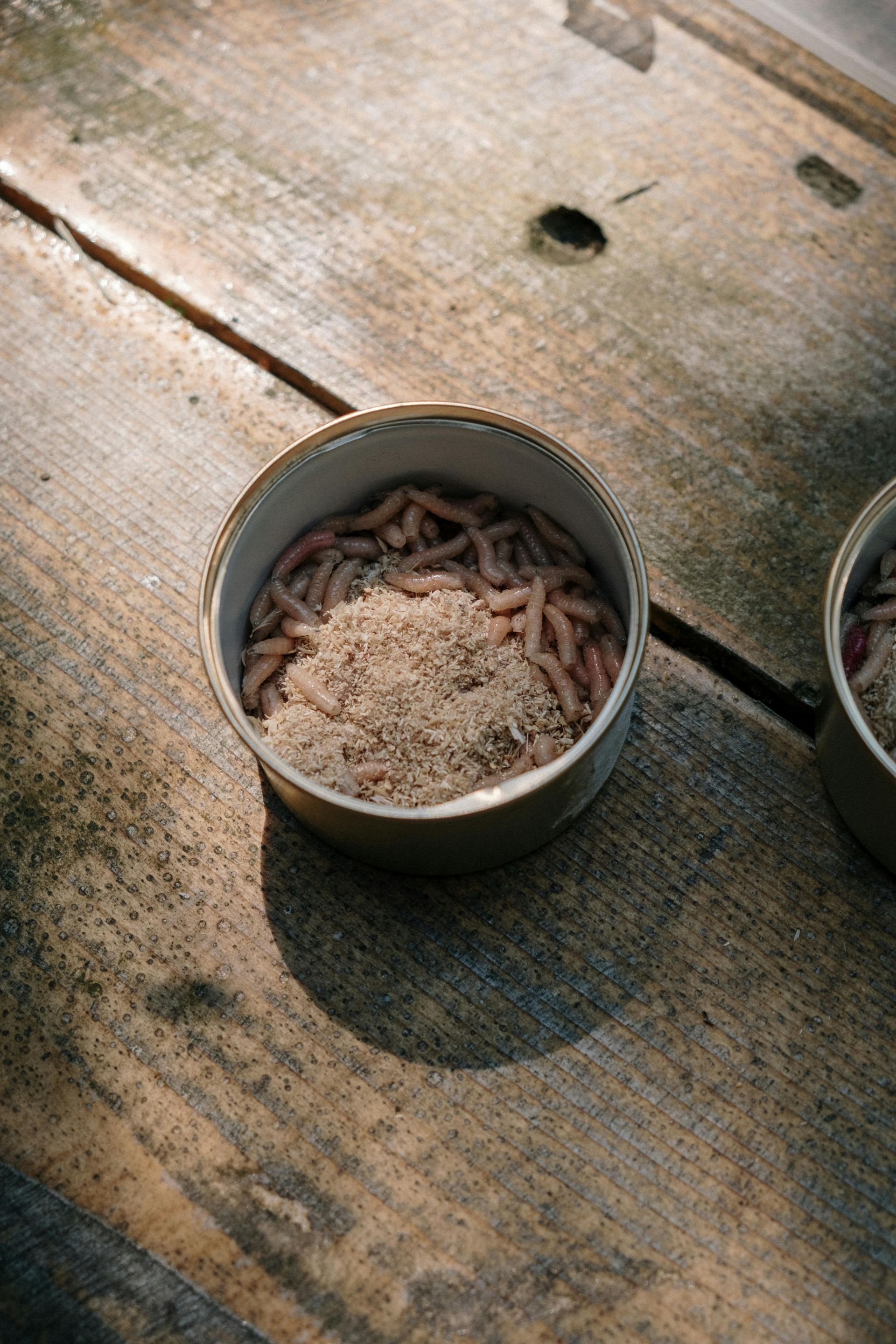 Open can of fishing bait sitting on a wooden surface