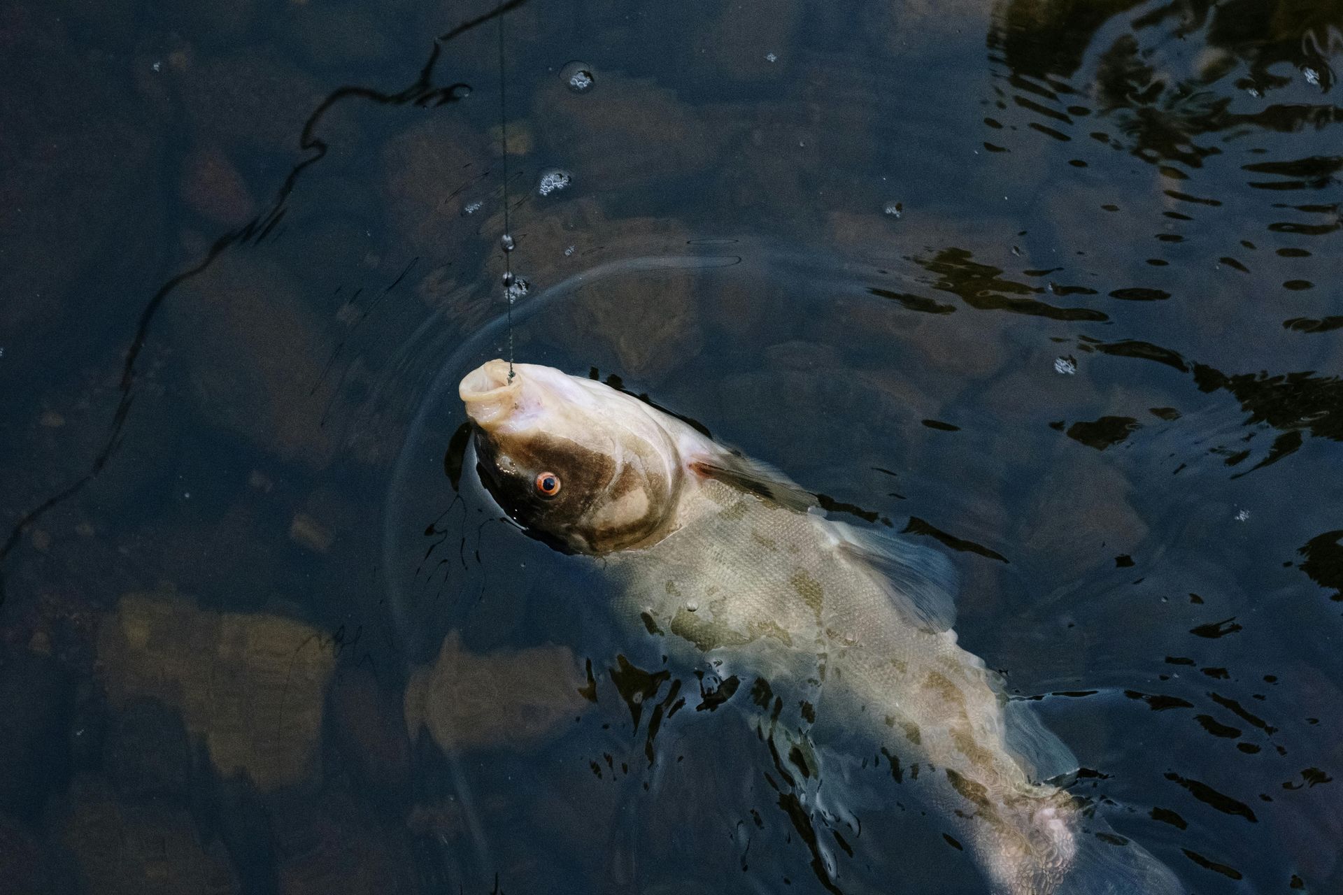 Bass fish popping up from the water with rocks in background