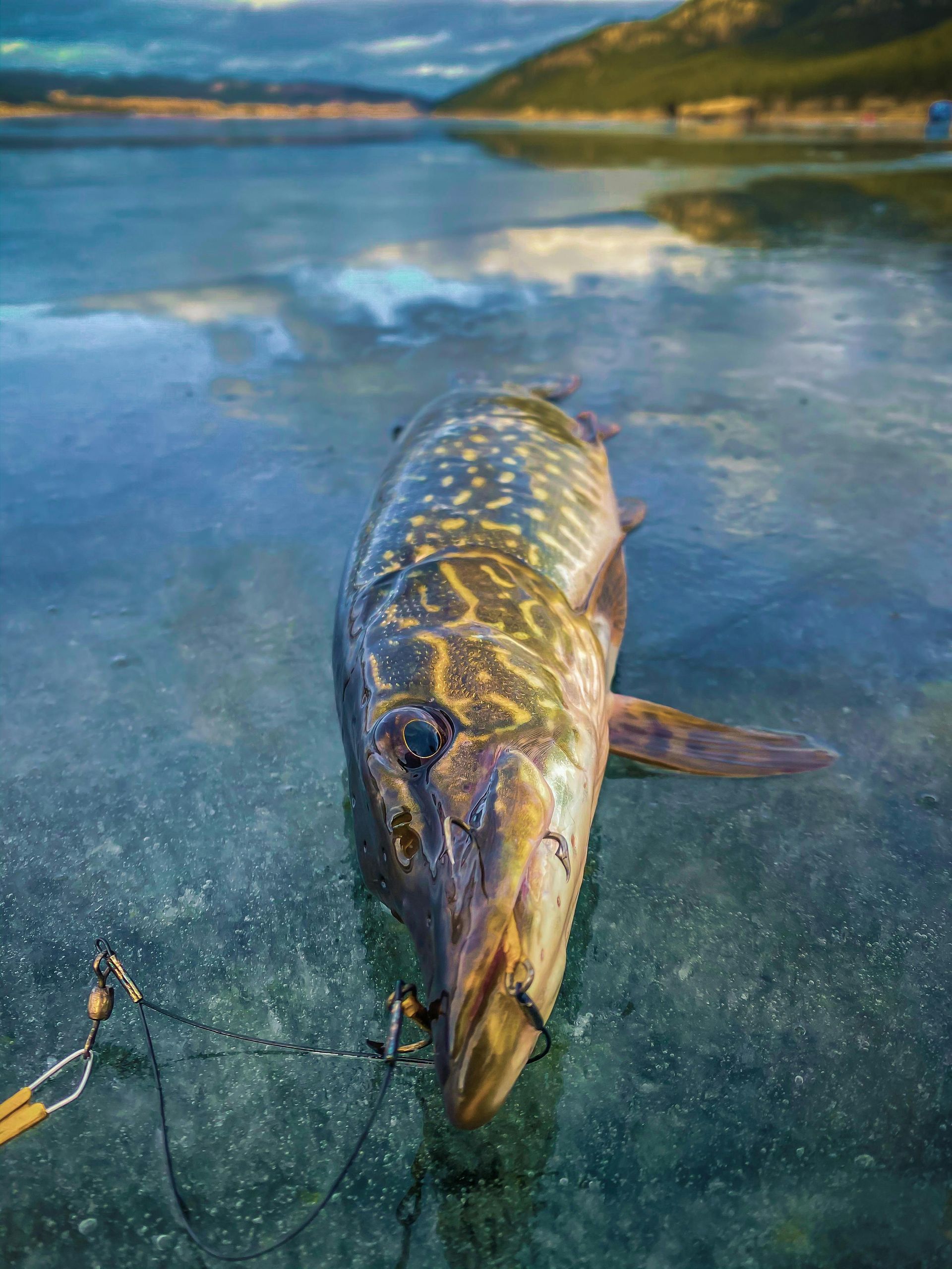 Northern pike in the water with beautiful skies and green hills in the background