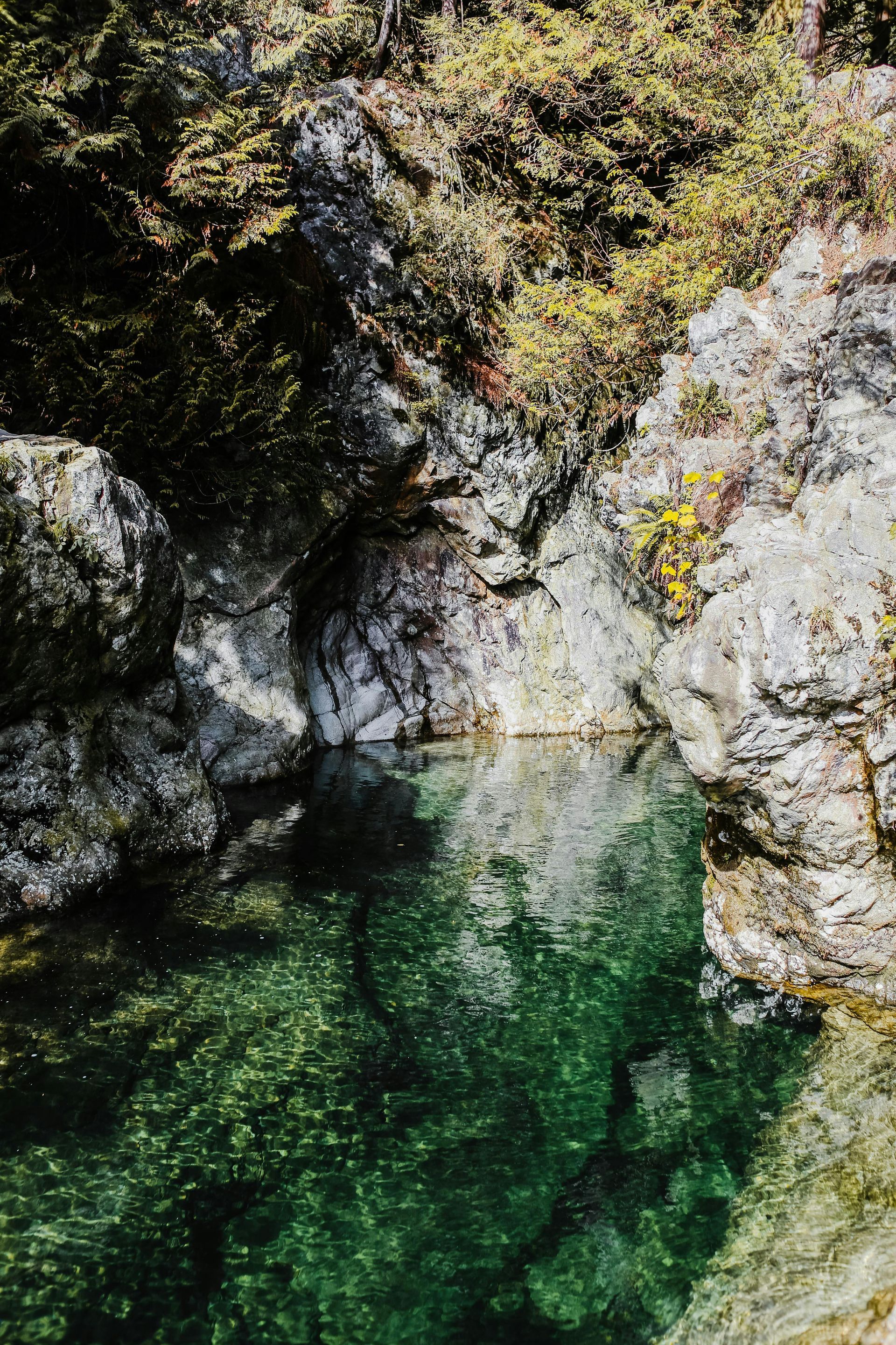 Swimming hole of water surrounding by rocks and trees growing from the rocks