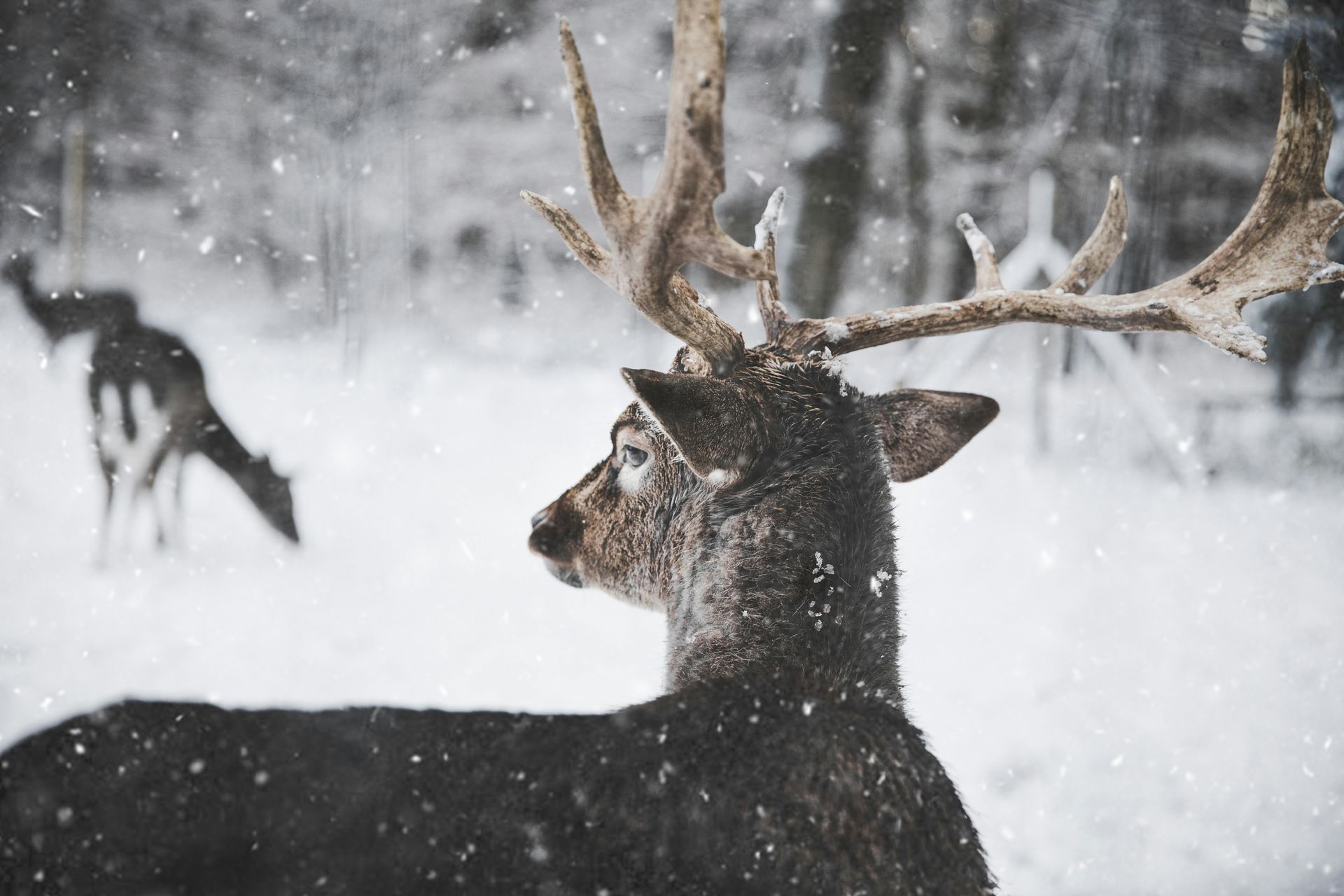 Group of deer together in field and trees covered in snow