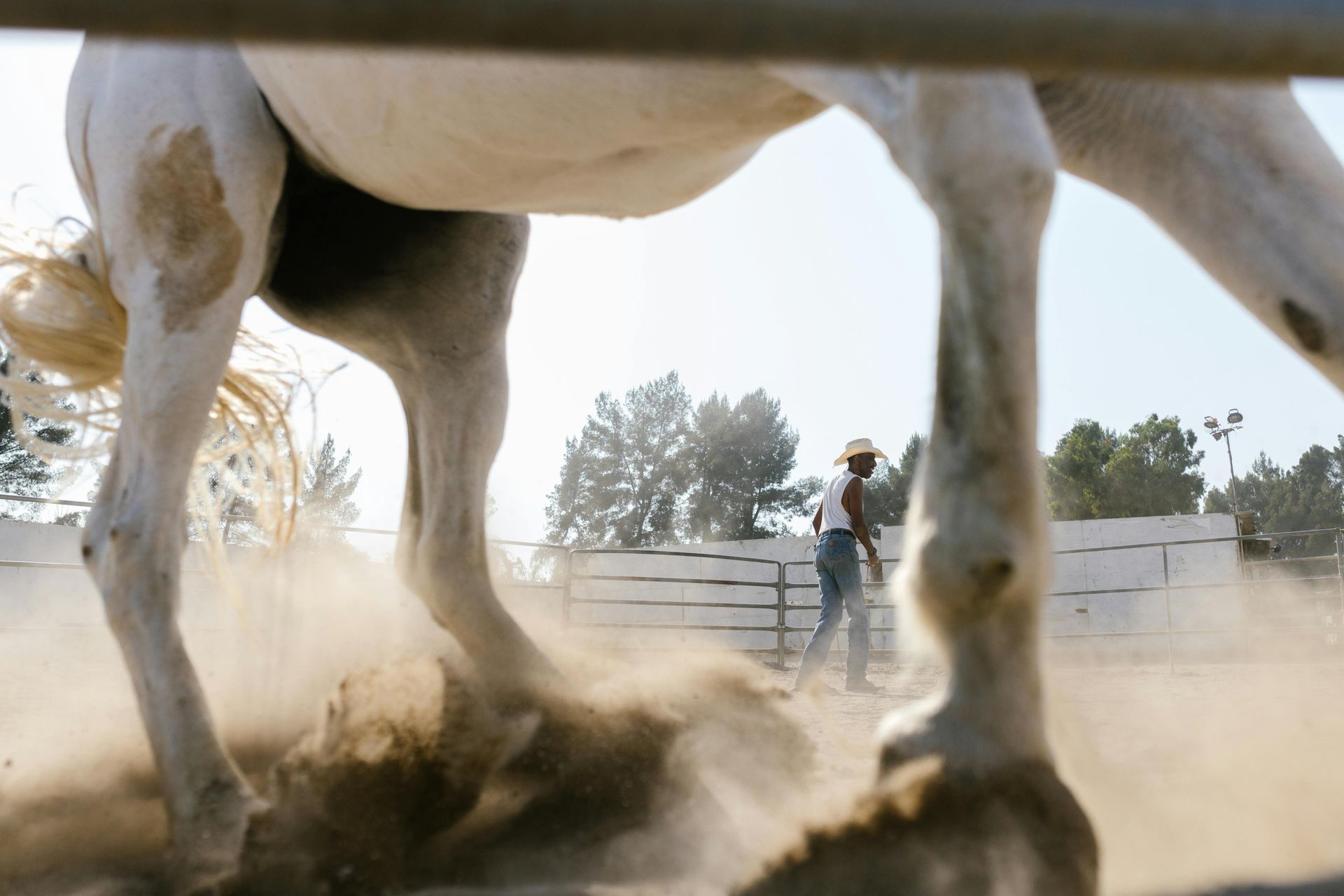 White horse kicking up dust with a rider in cowboy hat in a rodeo arena