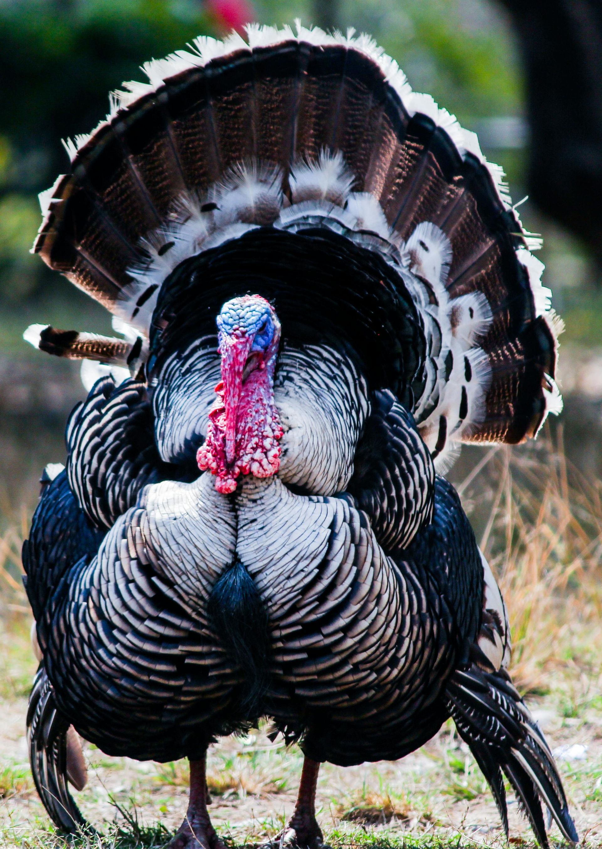 Wild turkey that can be found in the Black Hills of South Dakota