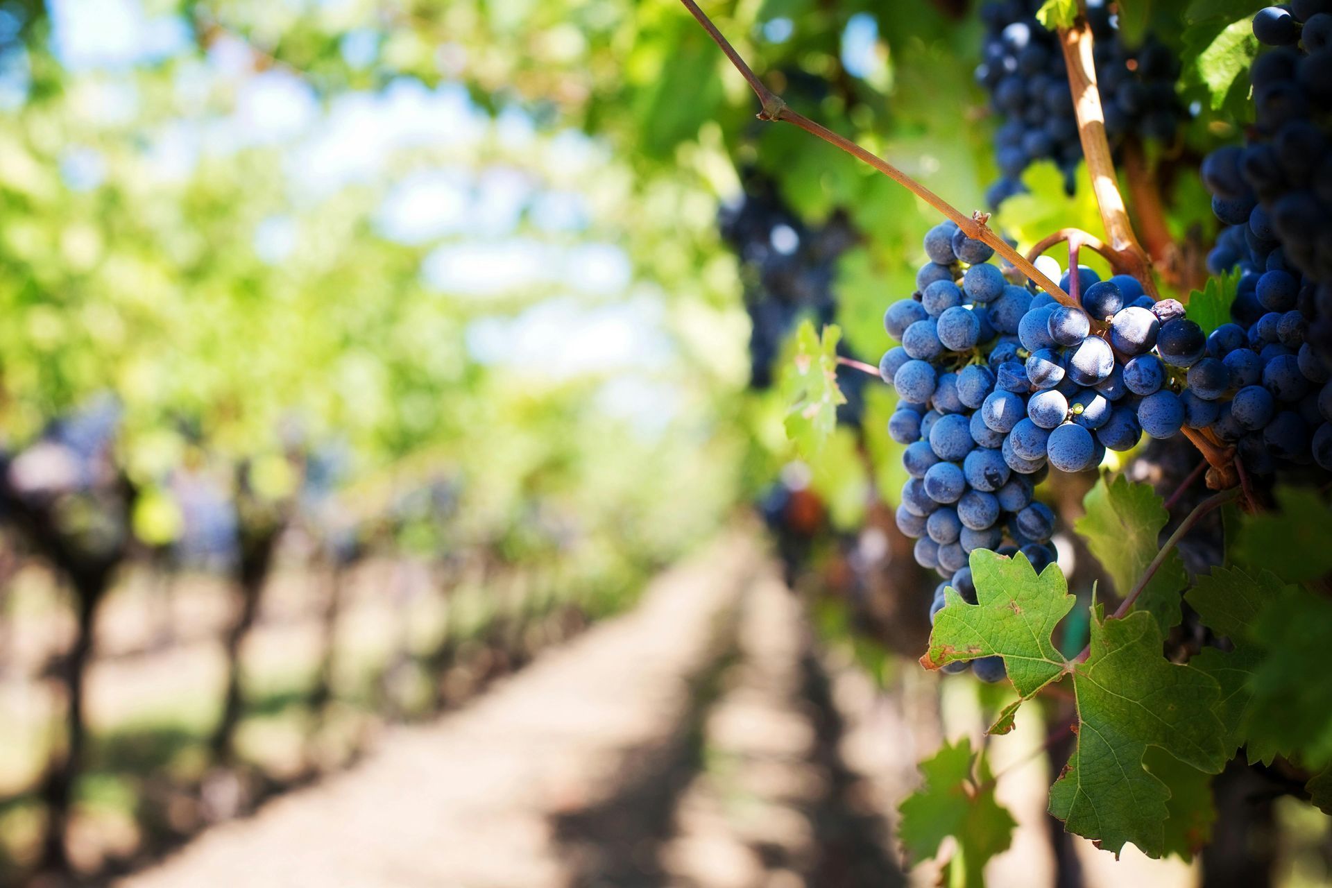 Large group of deep purple grapes on a vine in a vineyard 