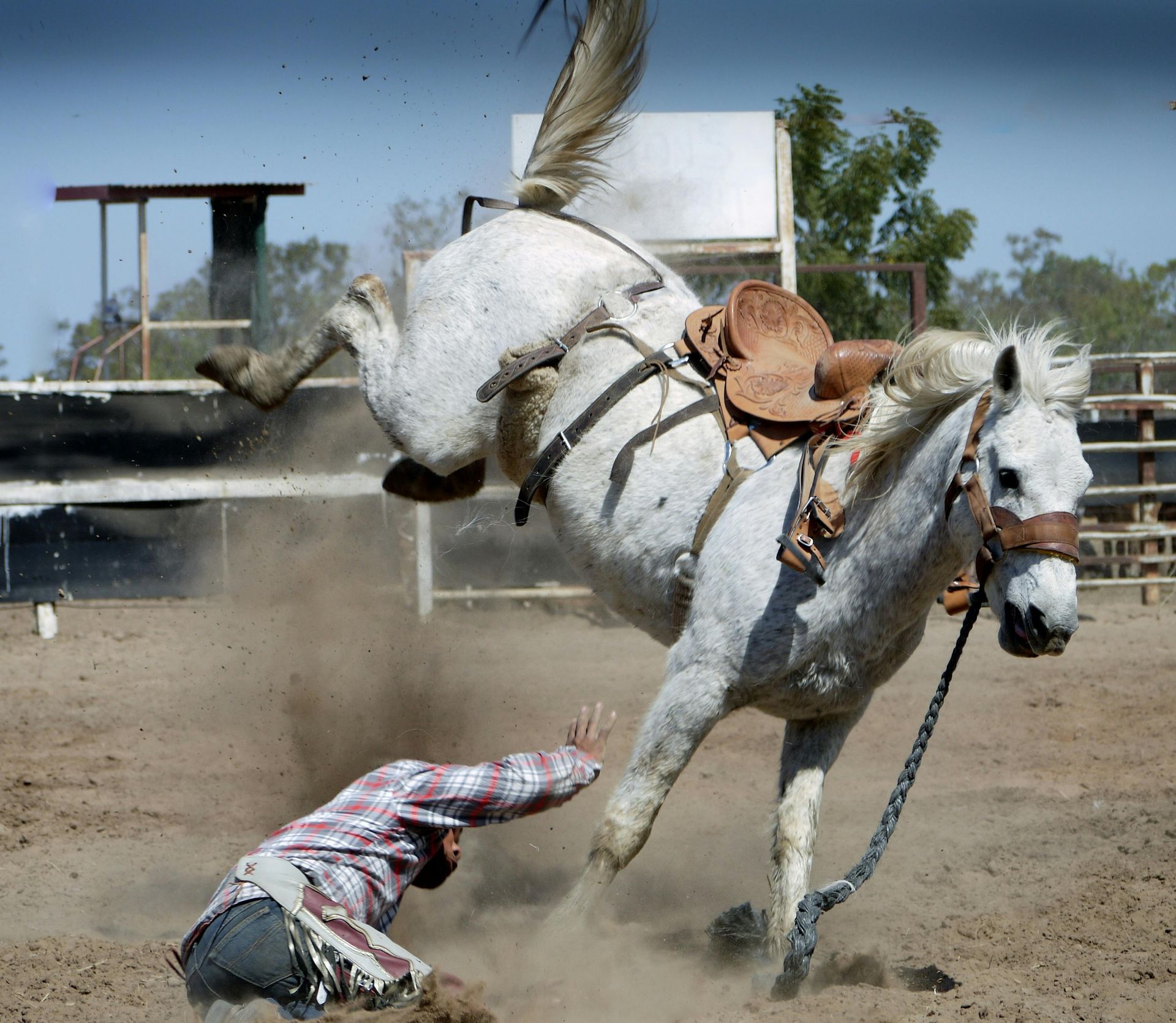 Rodeo rider having just fallen off of a bucking horse at a rodeo